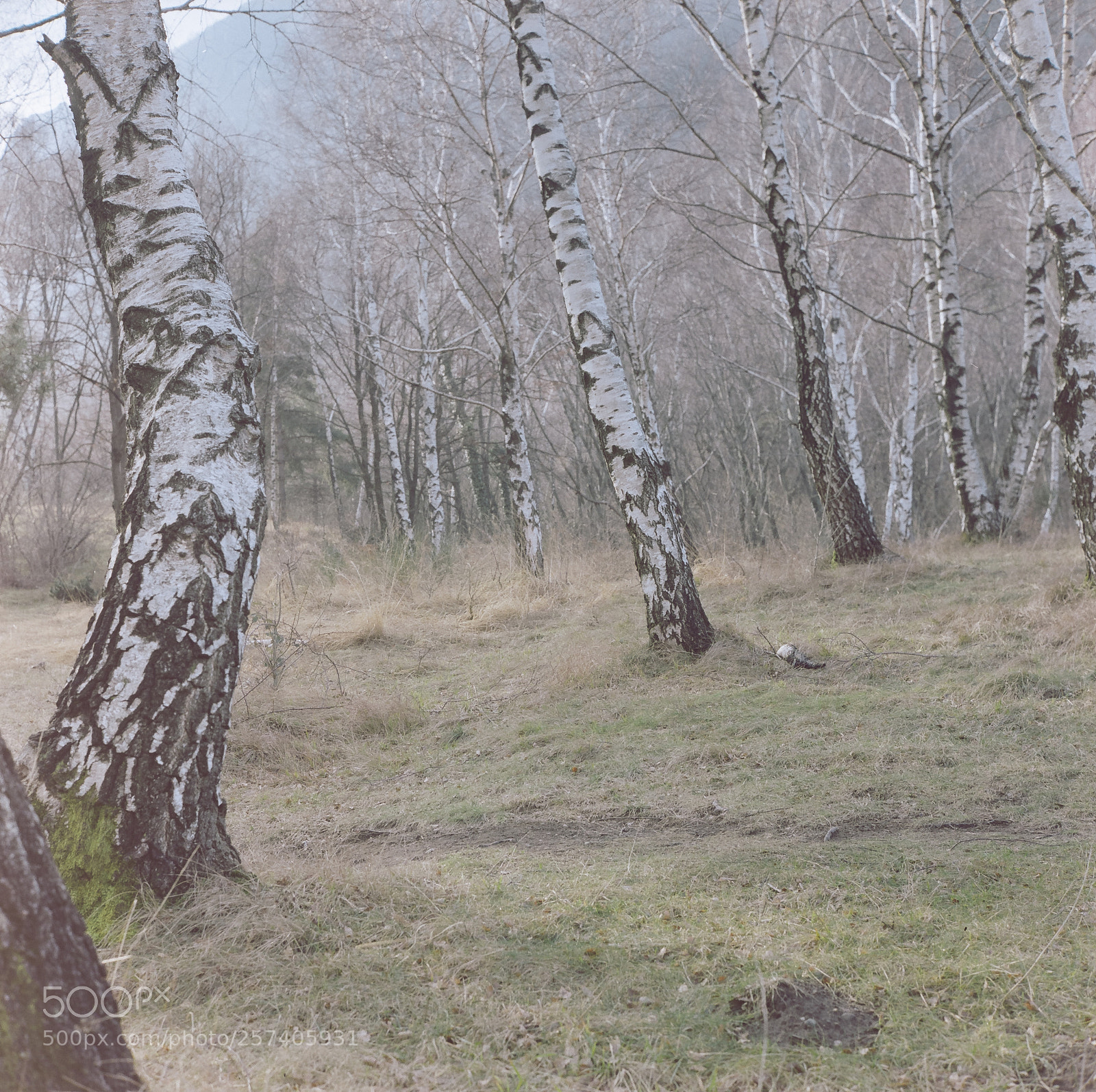 Nikon D7000 sample photo. Alberi photography