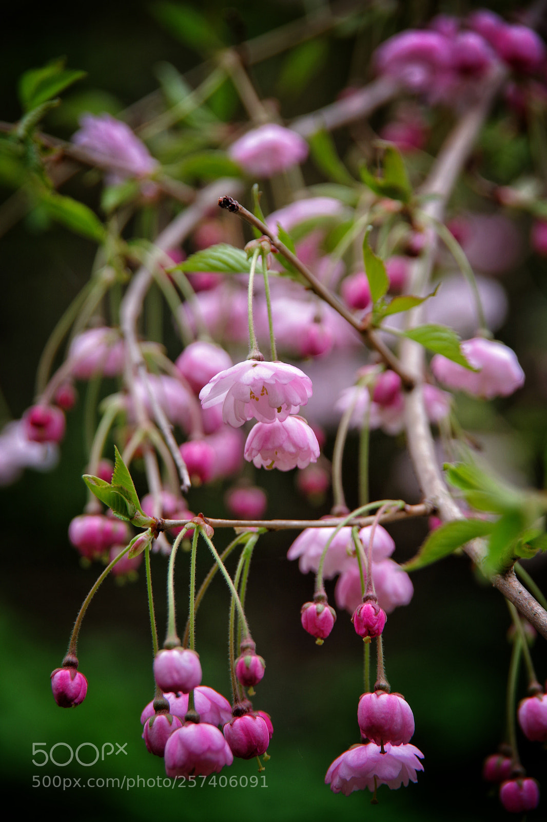 Pentax K-70 sample photo. Flower drops photography