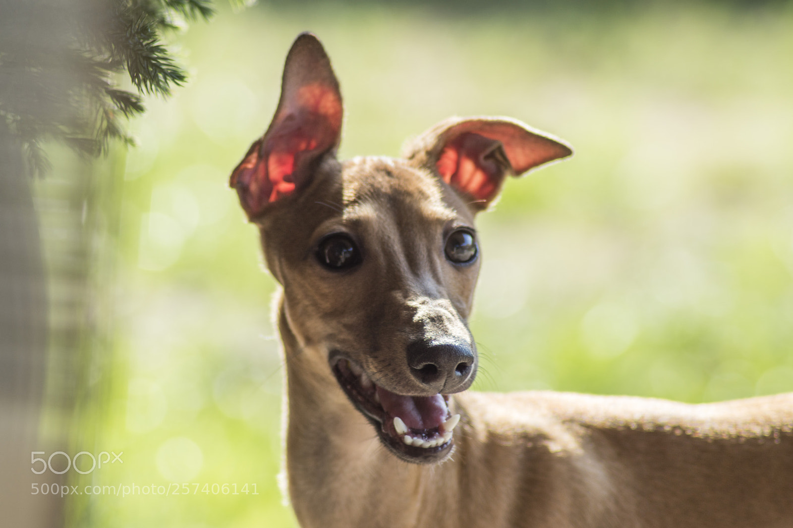 Sony ILCA-77M2 sample photo. Italian grayhound photography