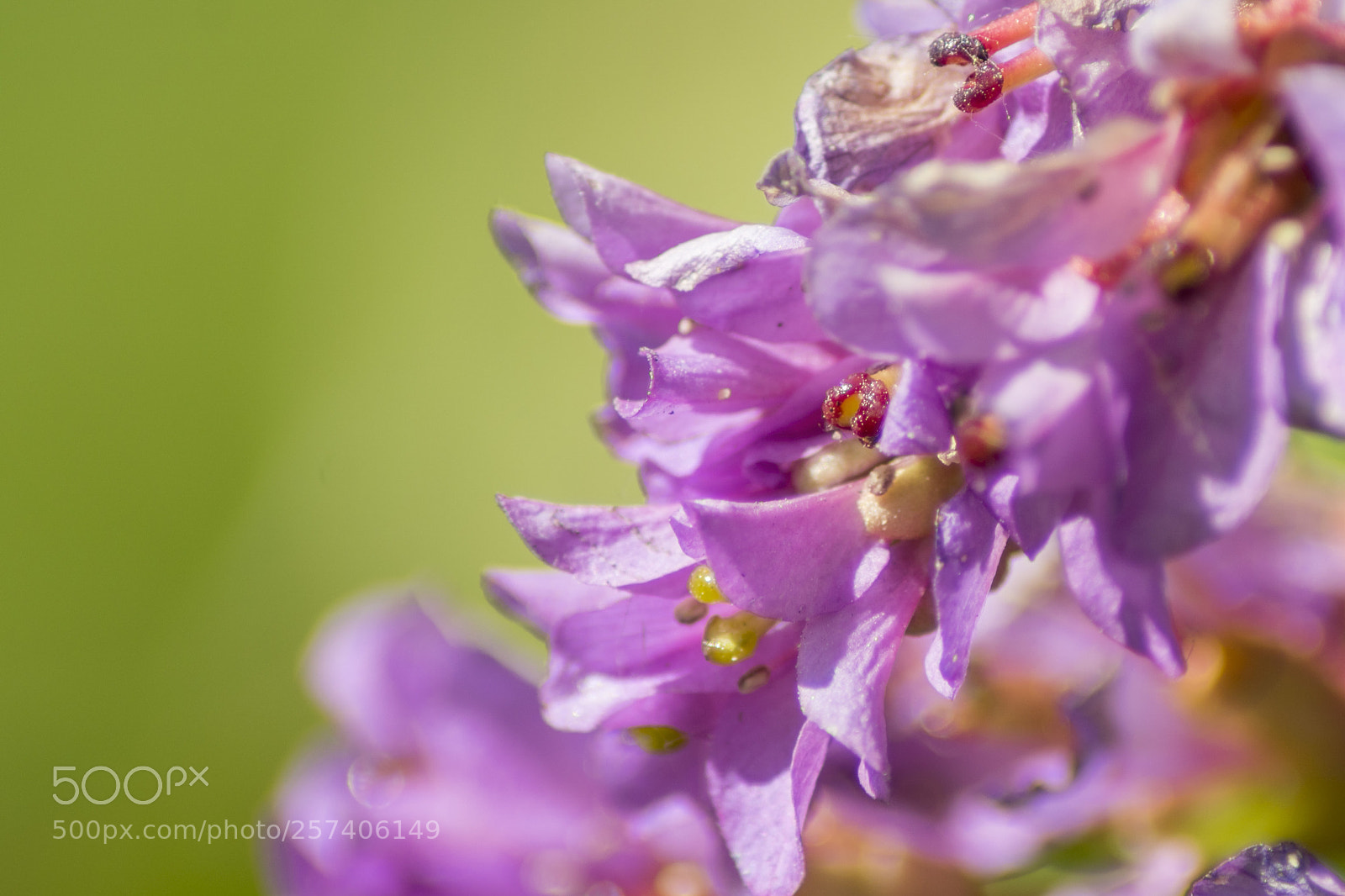 Sony ILCA-77M2 sample photo. Some flower photography