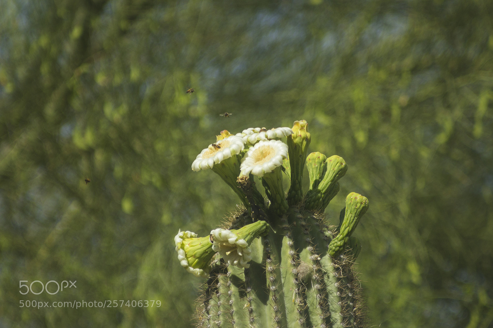 Canon EOS 600D (Rebel EOS T3i / EOS Kiss X5) sample photo. Honey bees photography