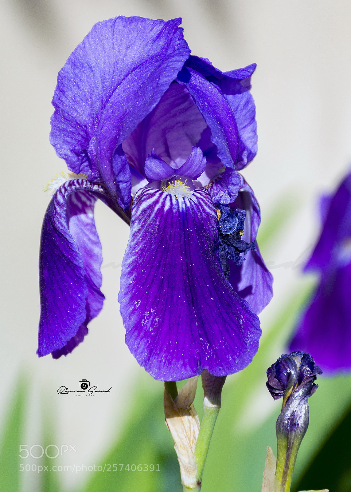 Nikon D7100 sample photo. Flower photography