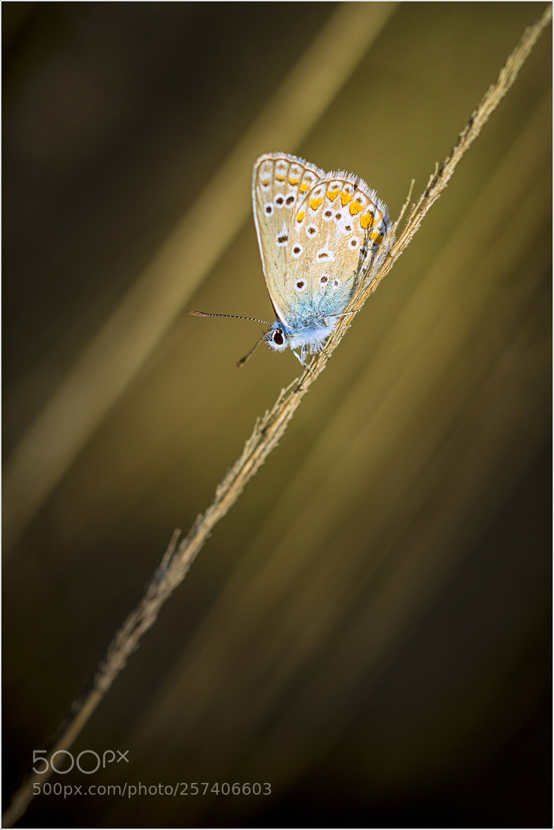 Nikon D7200 sample photo. Argus azuré photography