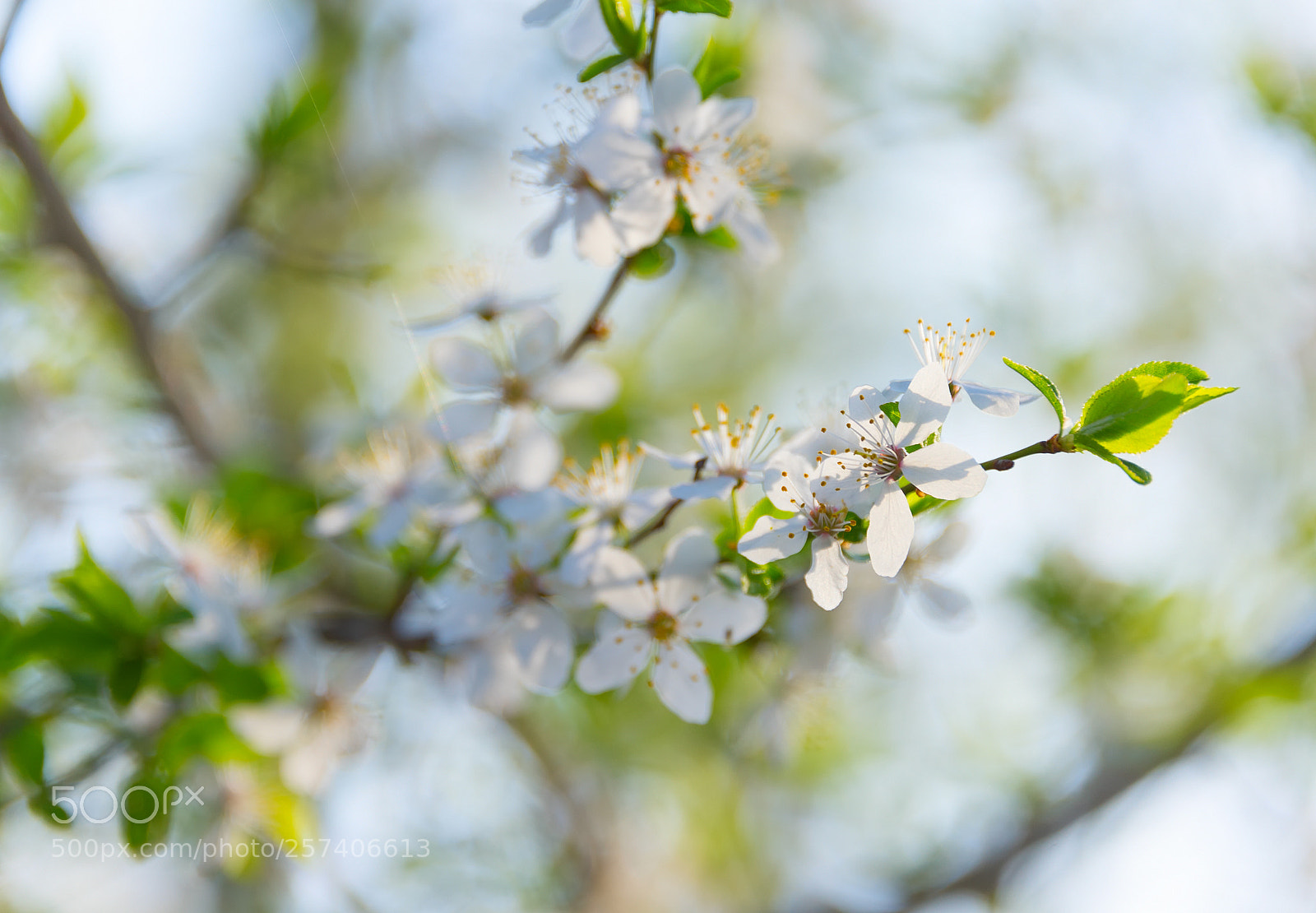 Nikon Df sample photo. Blossom flowers branch tree photography