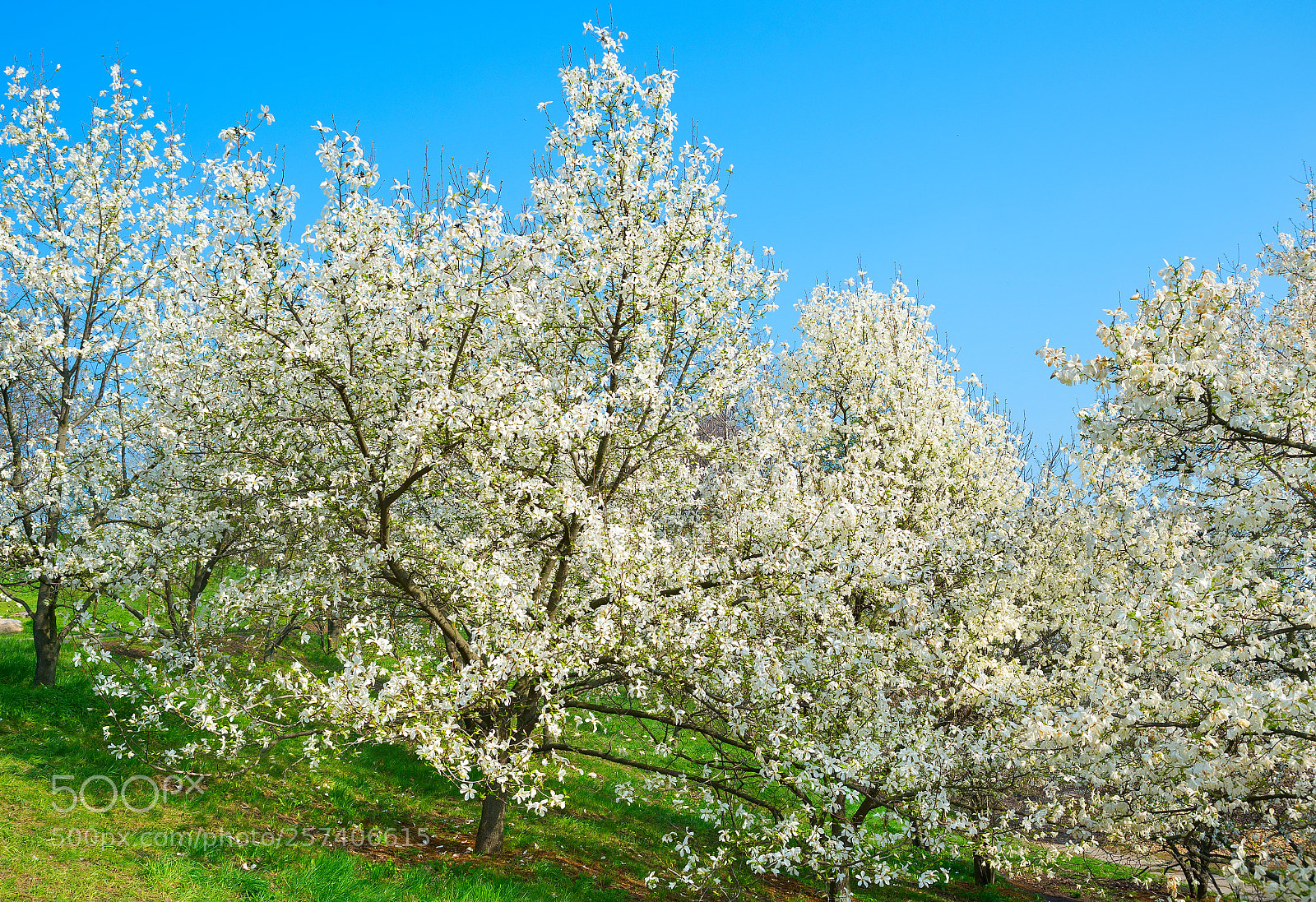 Nikon Df sample photo. Blossom magnolia trees with photography