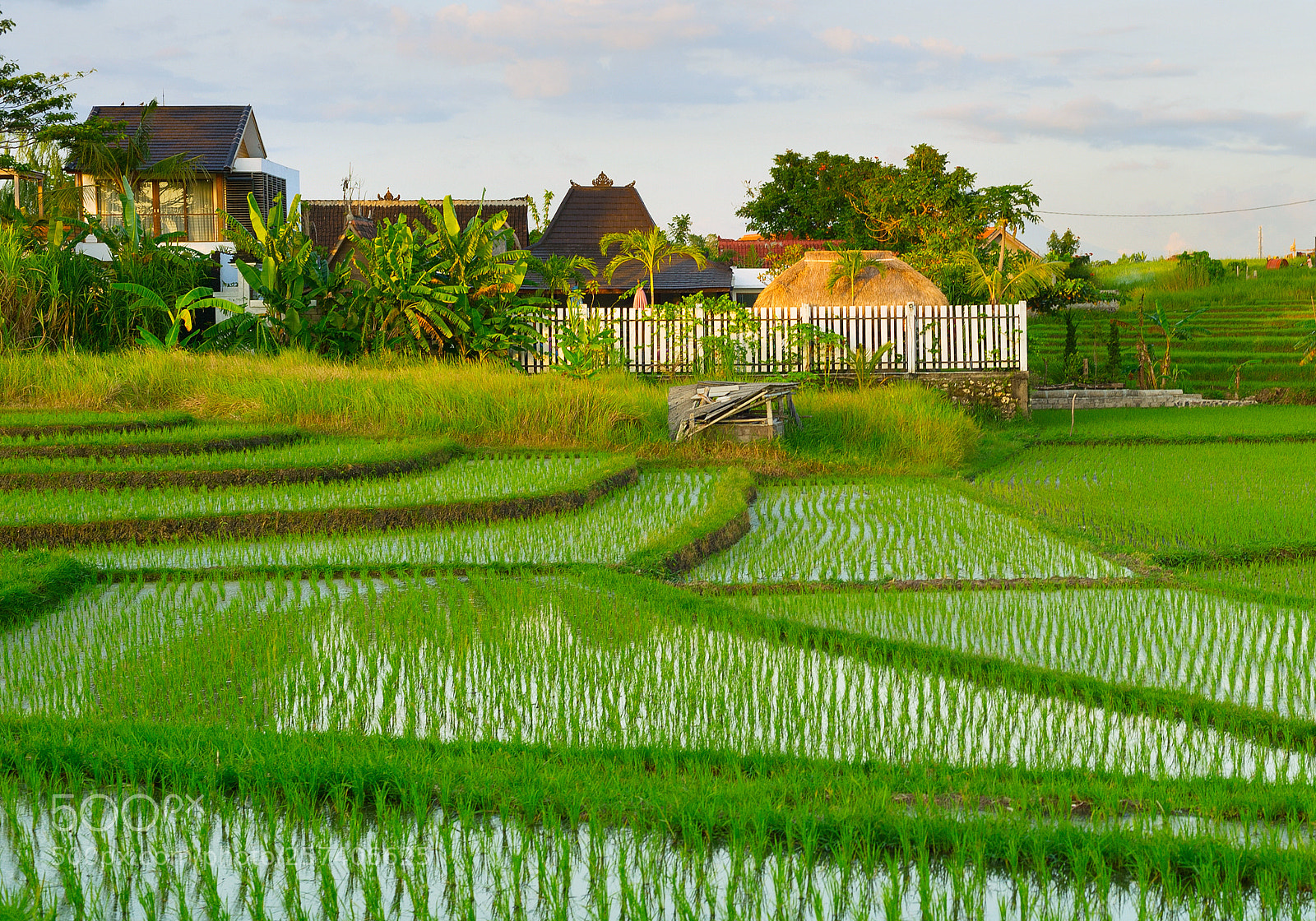 Nikon Df sample photo. Villa in rice fields photography