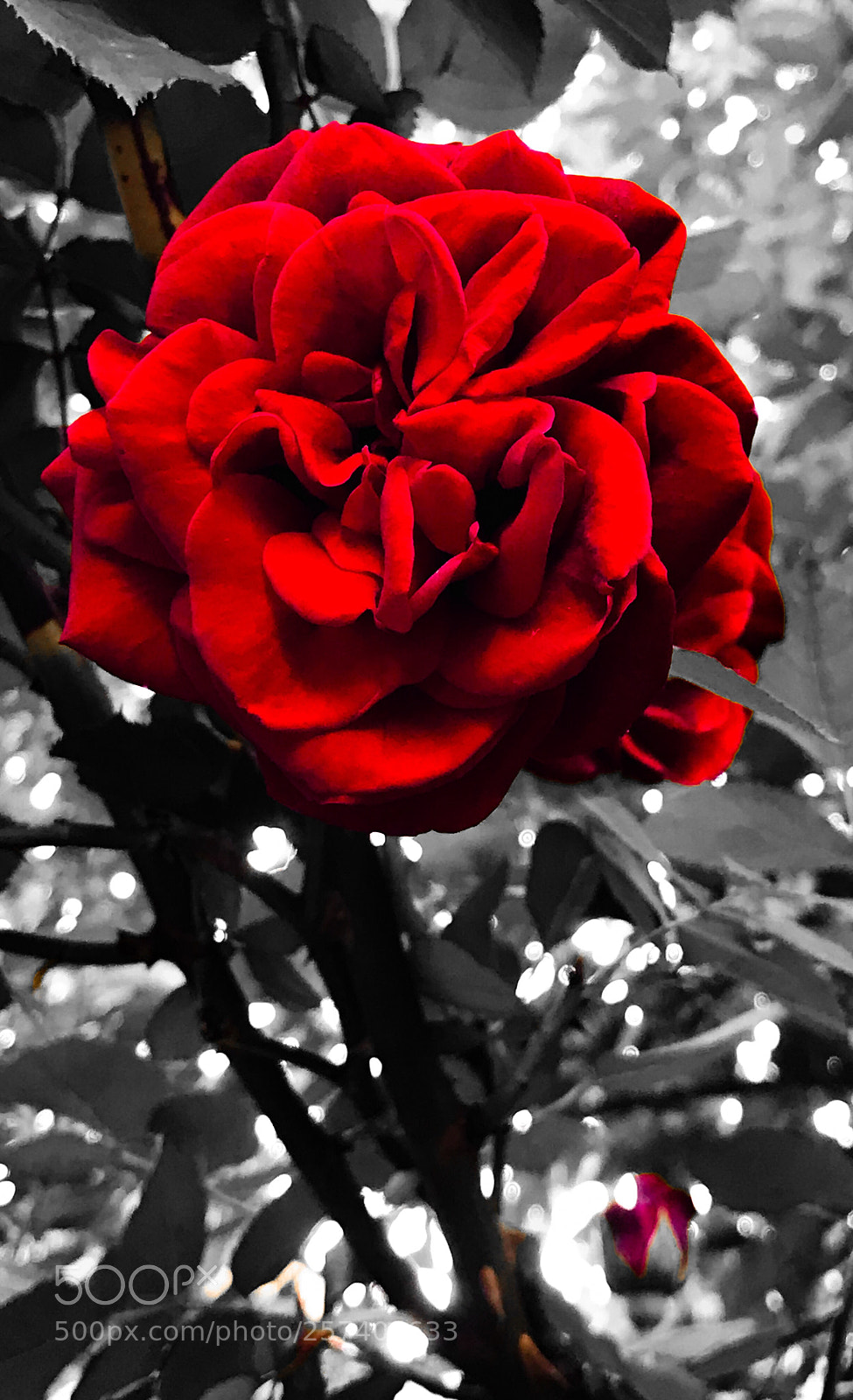 Apple iPhone 7 Plus sample photo. Untitled photography