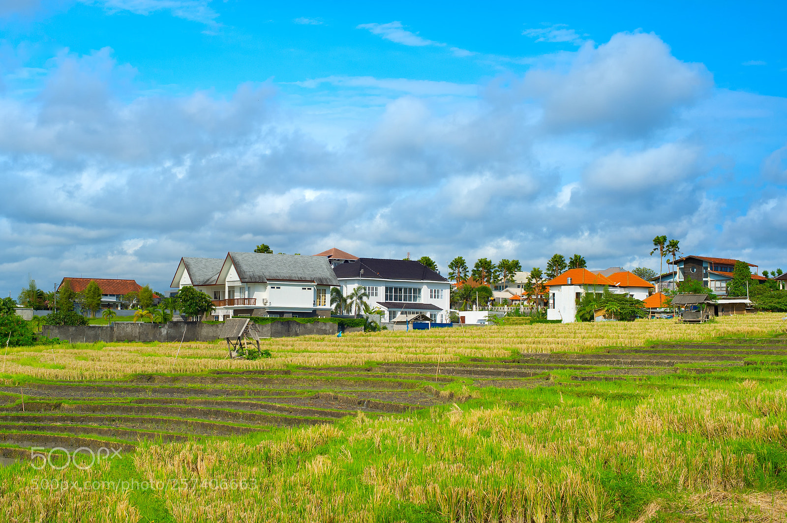 Nikon Df sample photo. Villa rice field bali photography