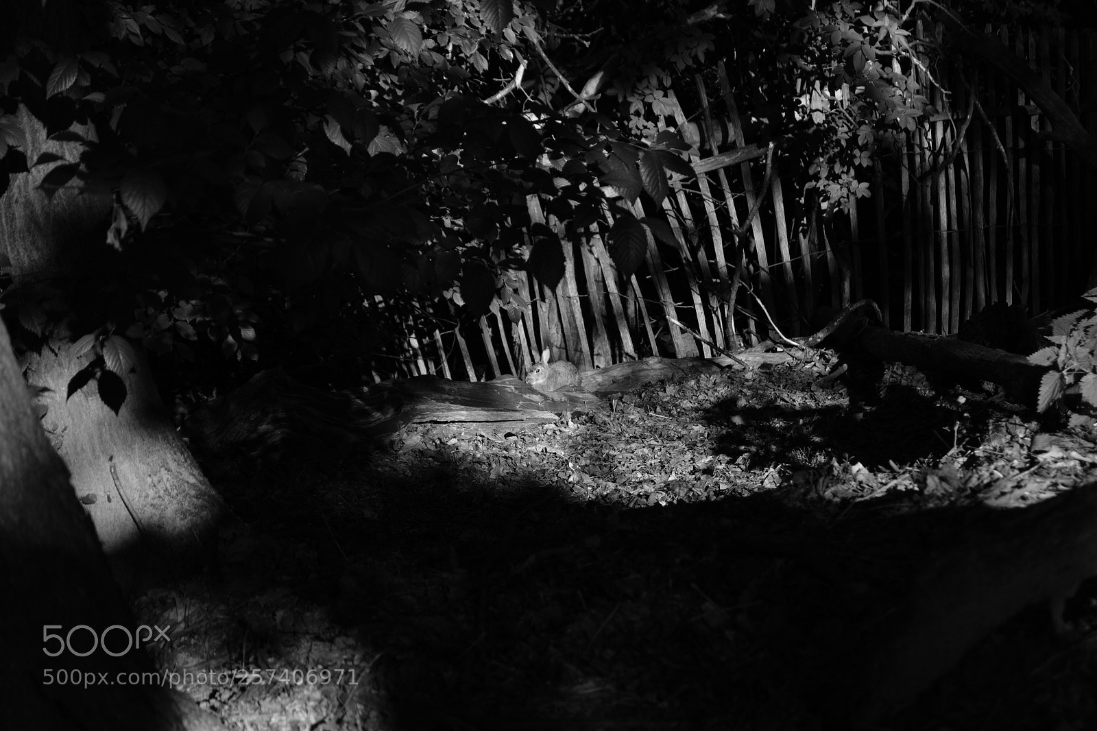 Fujifilm X-T20 sample photo. Rabbit photography
