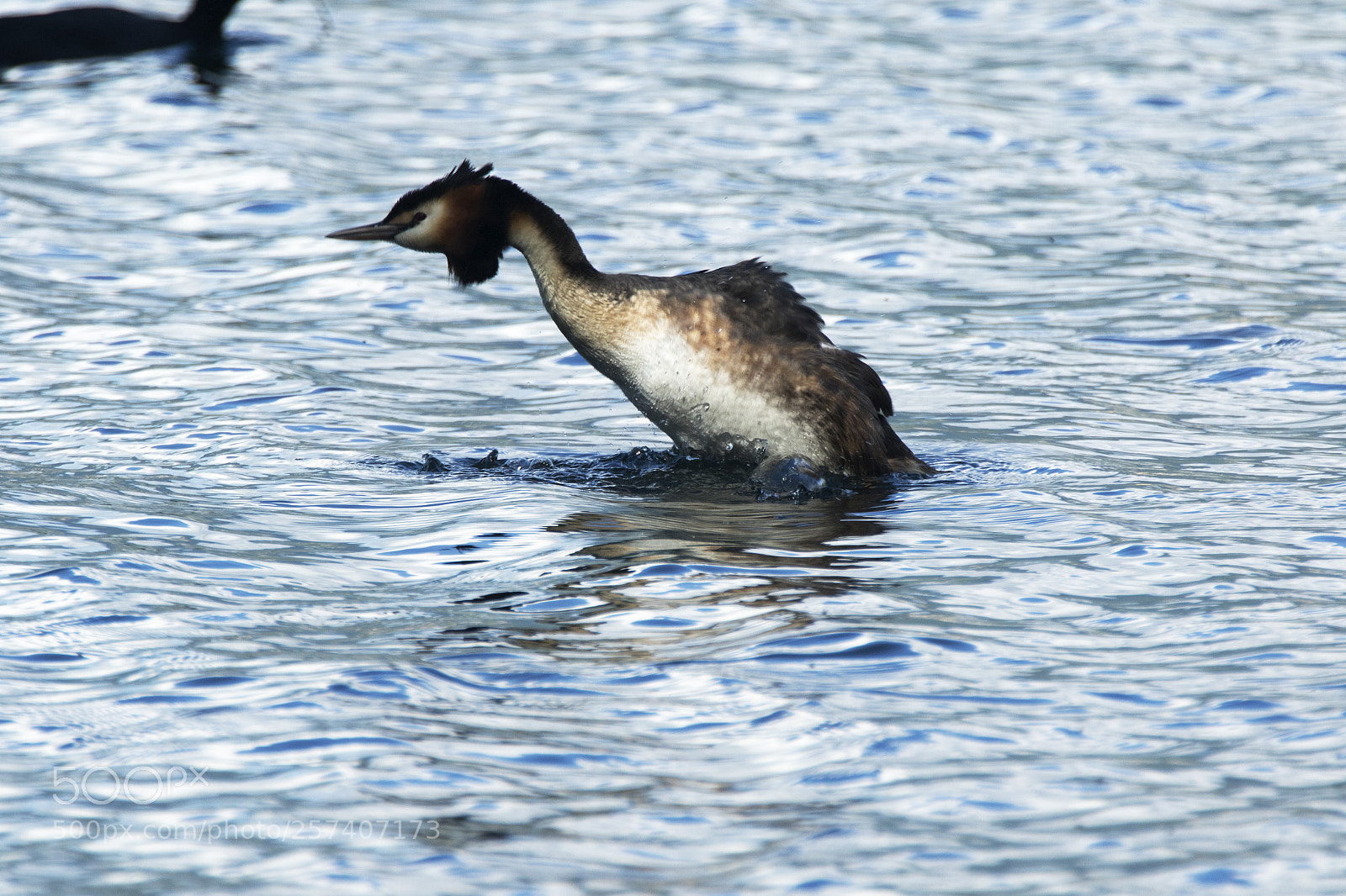Canon EOS 7D Mark II sample photo. Springender haubentaucher photography