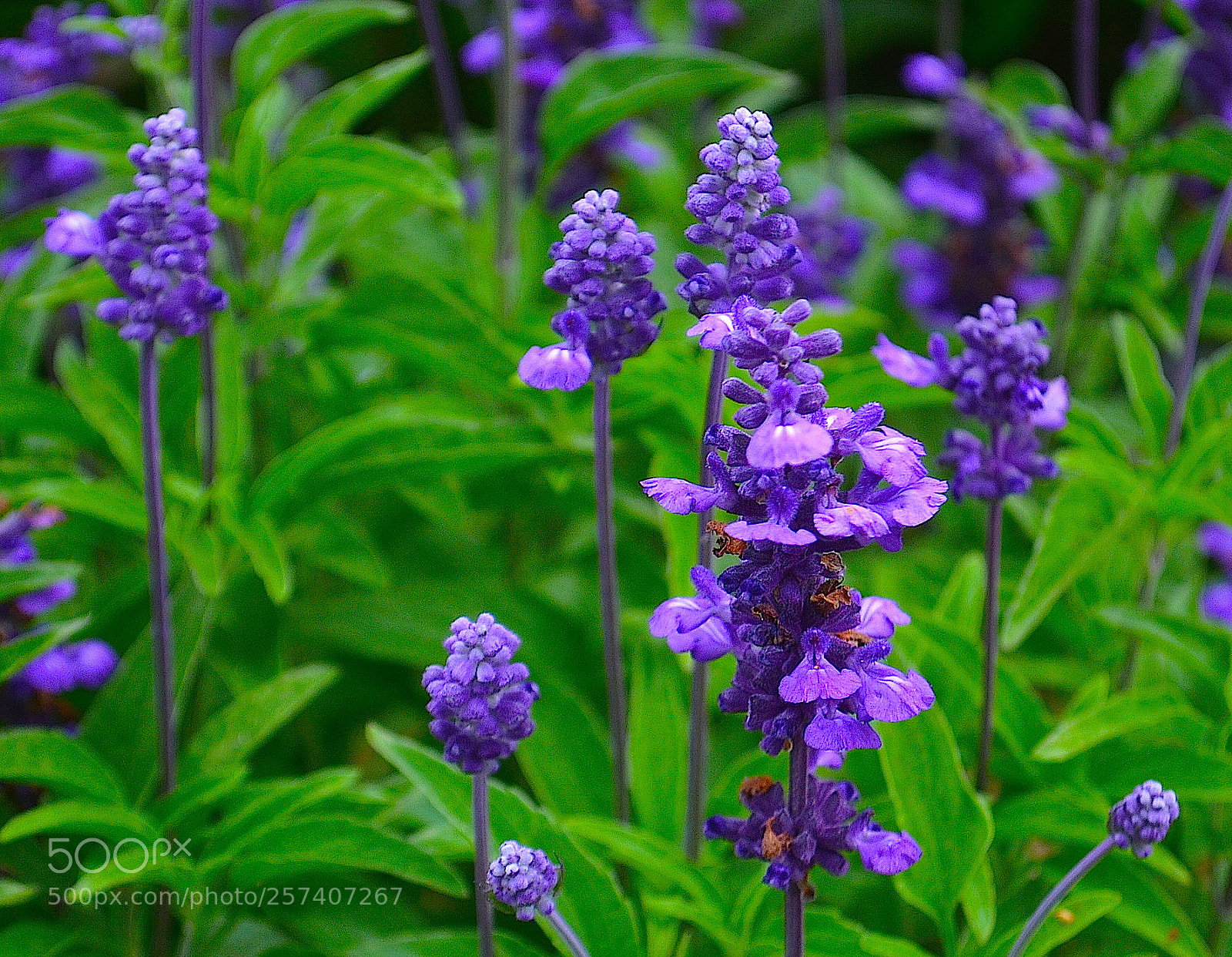 Nikon D5100 sample photo. Untitled photography