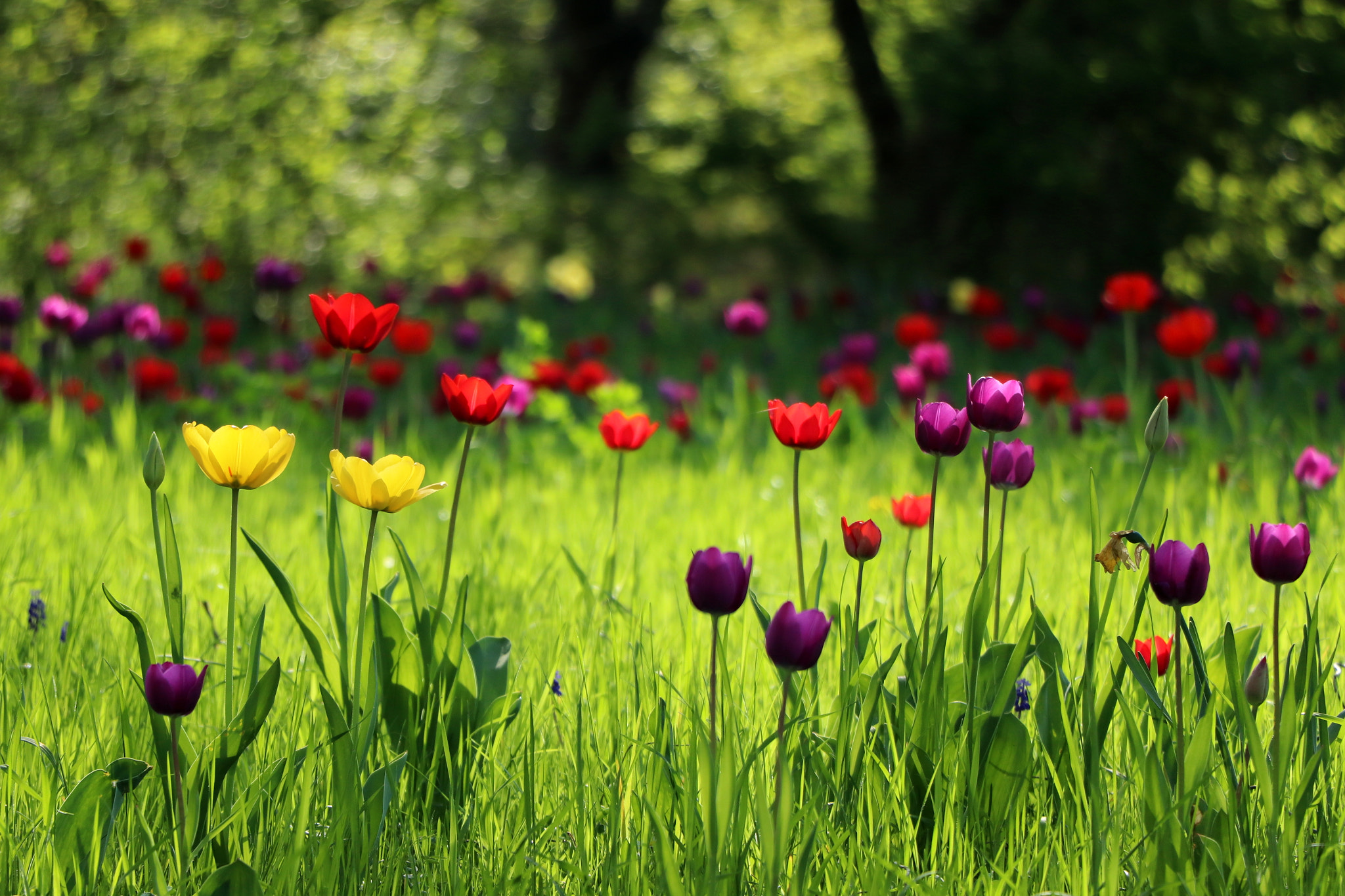 Canon EOS 77D (EOS 9000D / EOS 770D) sample photo. Something color for everyone photography