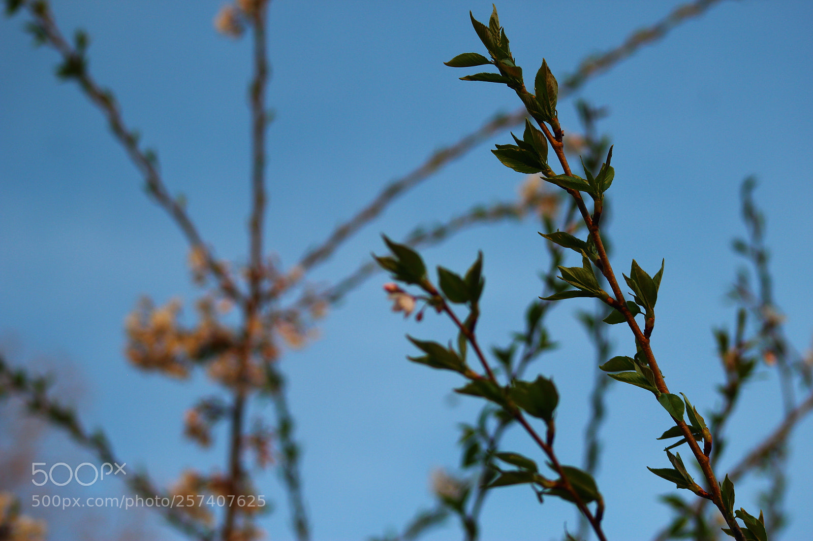 Canon EF 75-300mm f/4-5.6 sample photo. Spring flowers photography
