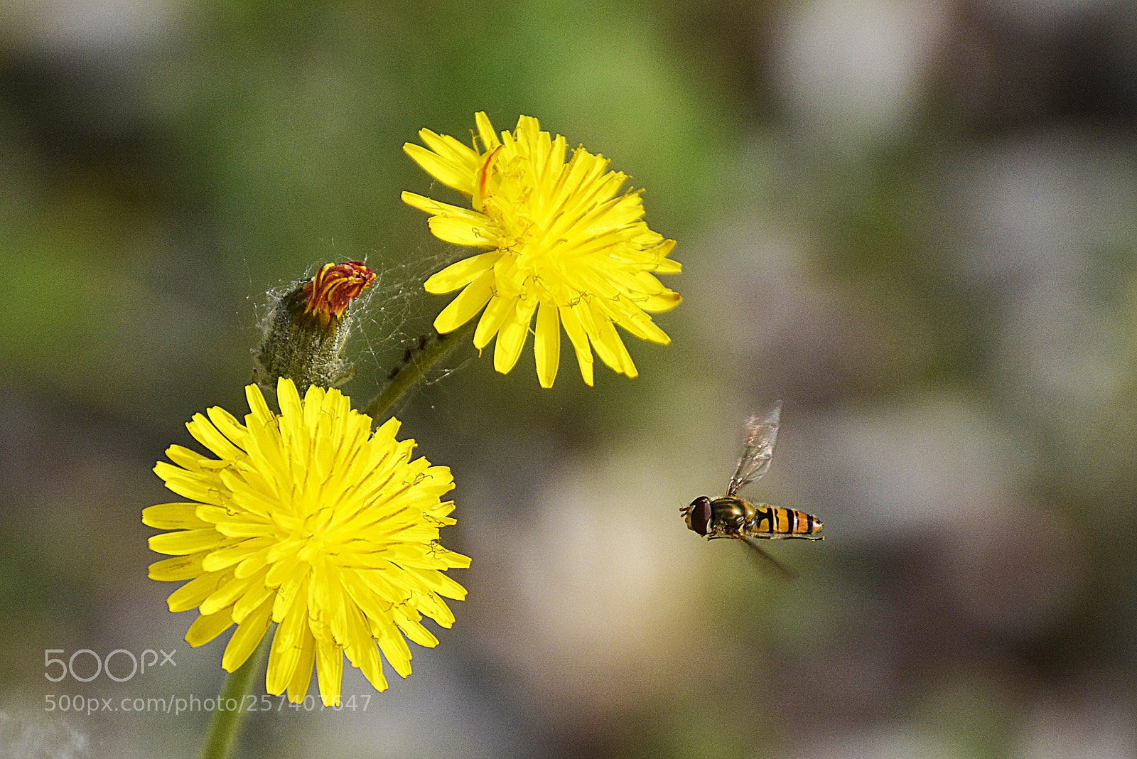 Nikon D5200 sample photo. Alcanzando la meta photography