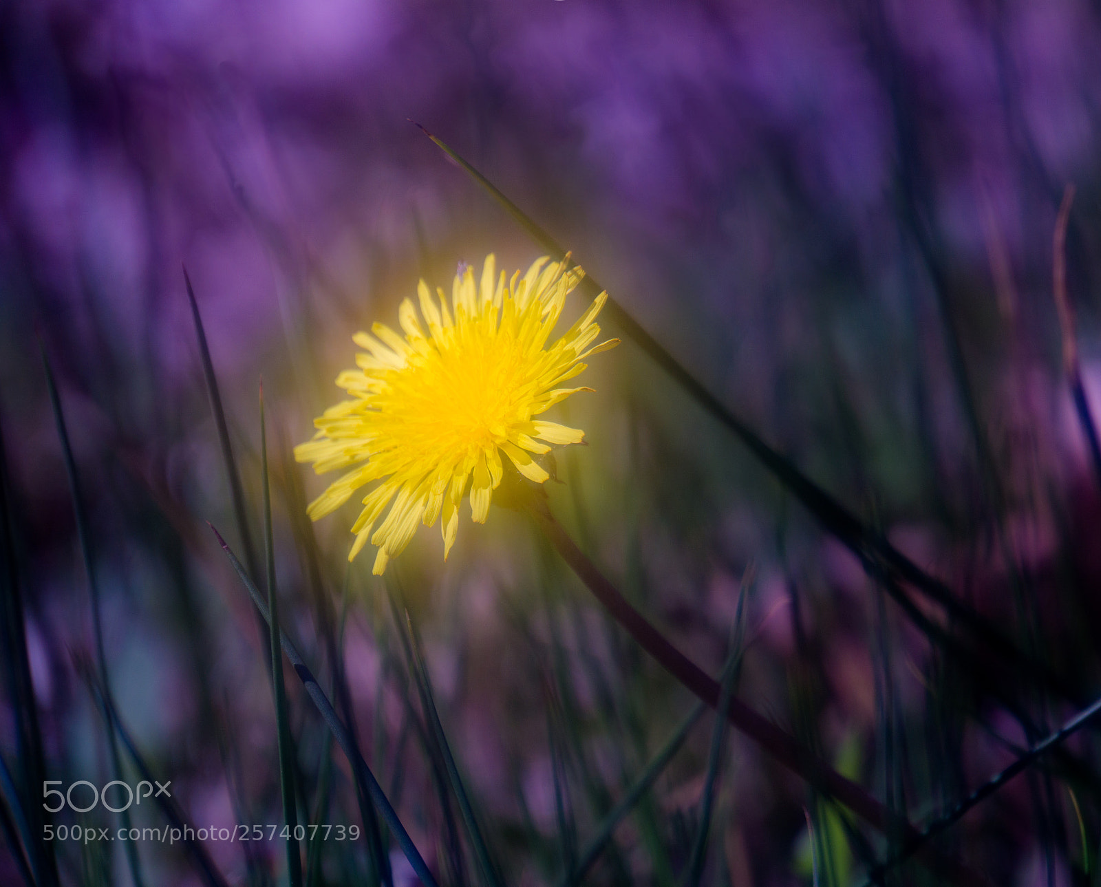 Sony a6000 sample photo. Taraxacum officinale, next generation photography