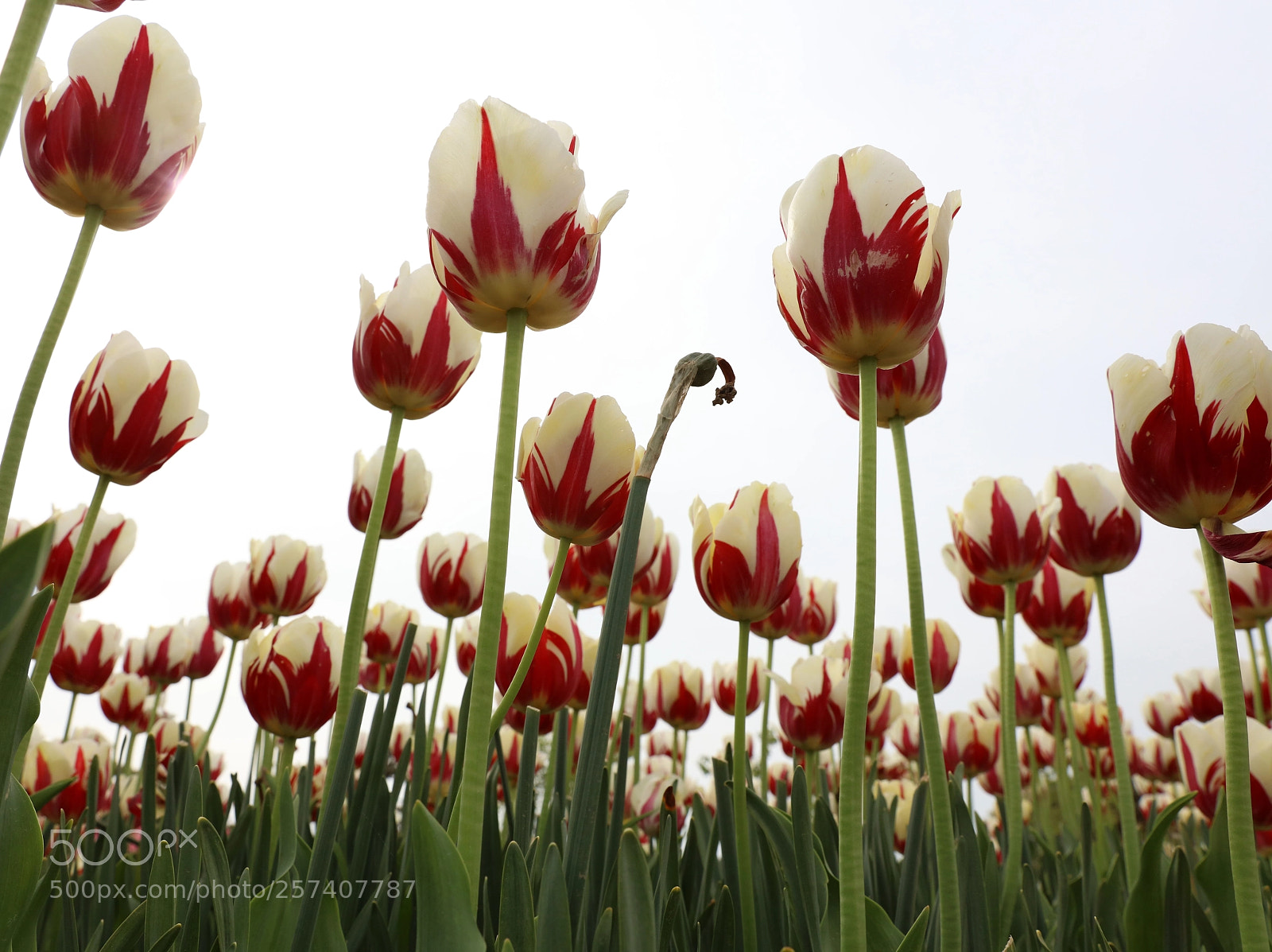 Canon EOS 5DS R sample photo. Dive in photography