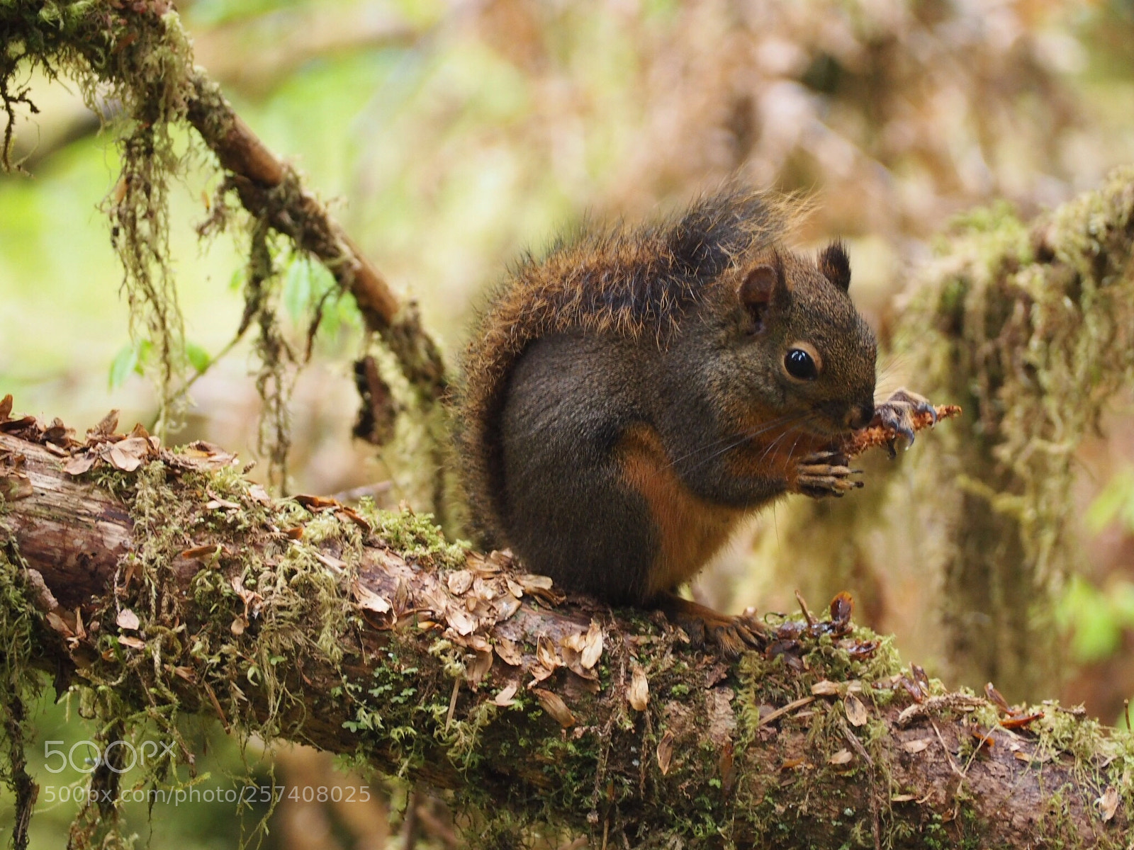 Olympus OM-D E-M10 sample photo. Snacking photography