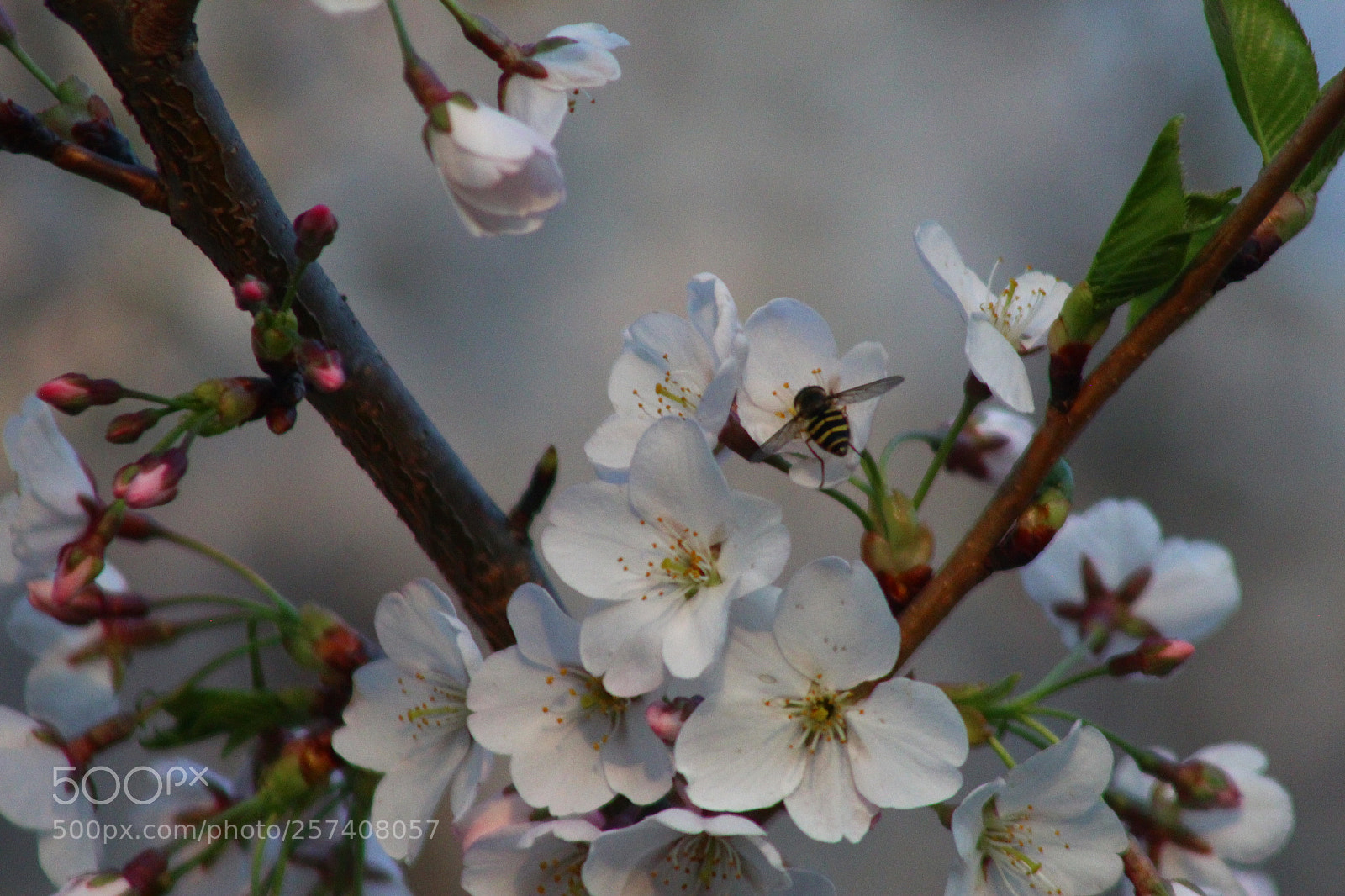Canon EF 75-300mm f/4-5.6 sample photo. Spring flowers photography