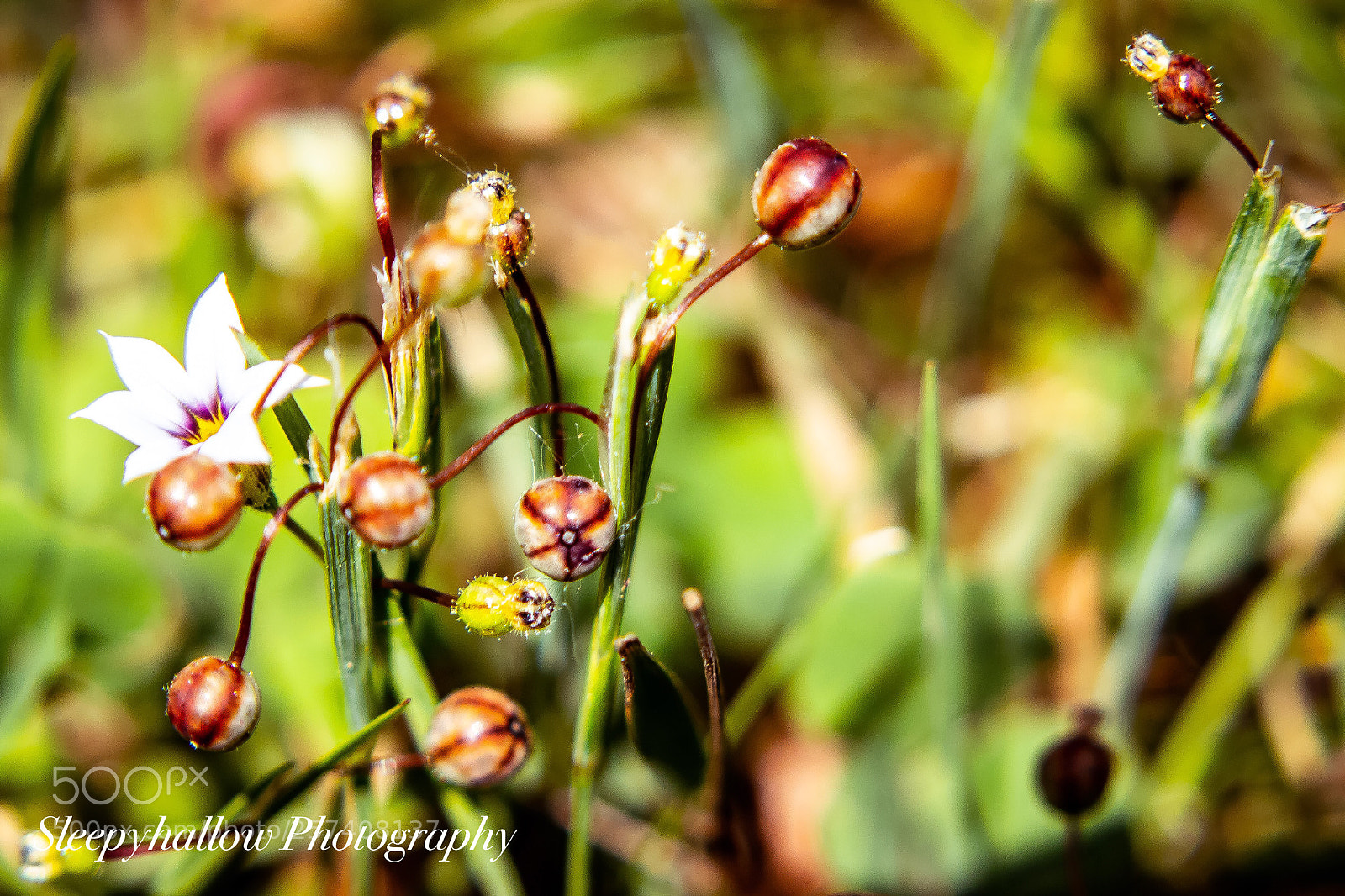 Canon EOS 1300D (EOS Rebel T6 / EOS Kiss X80) sample photo. Tiny seedlings photography