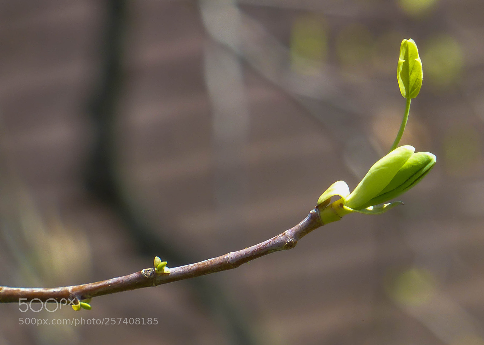 Panasonic Lumix DMC-FZ200 sample photo. The offering photography
