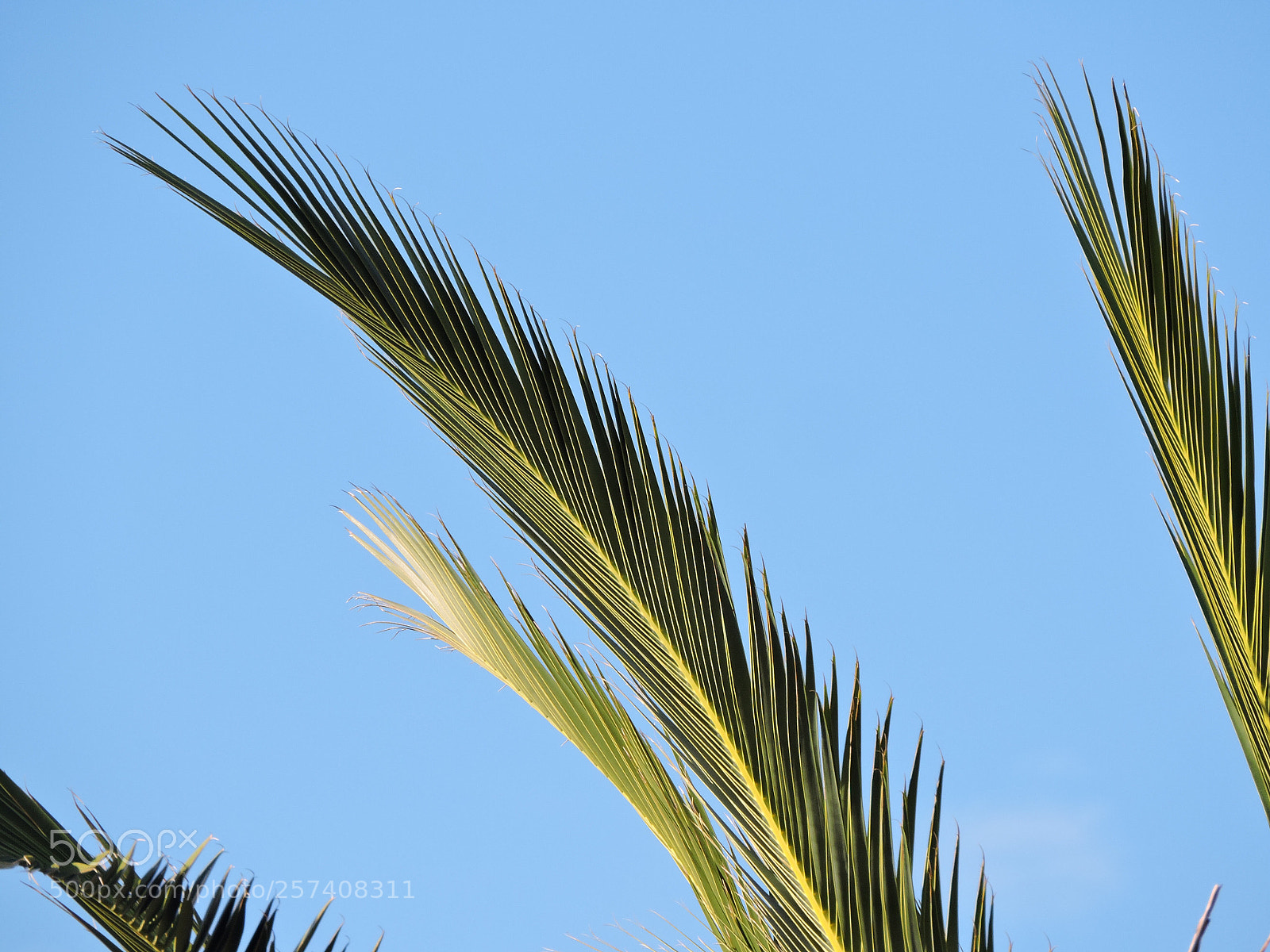 Nikon Coolpix P600 sample photo. Palm leaves  photography