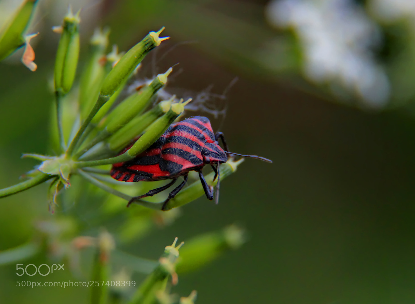 Canon EOS 600D (Rebel EOS T3i / EOS Kiss X5) sample photo. Red stripes photography