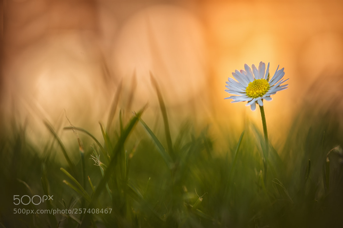 Nikon D7200 sample photo. Gänseblümchen photography