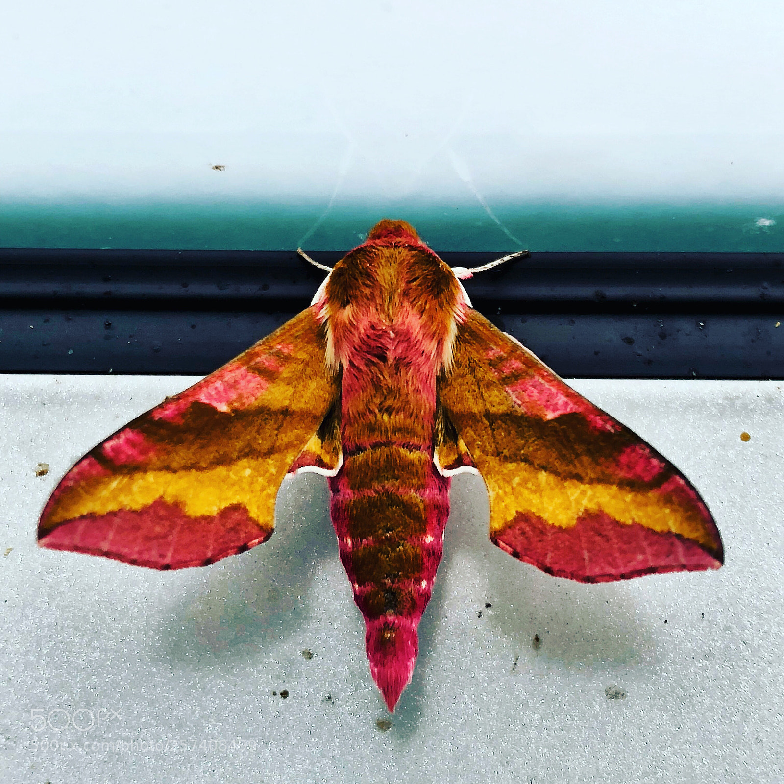 Apple iPhone X sample photo. Little visitor photography