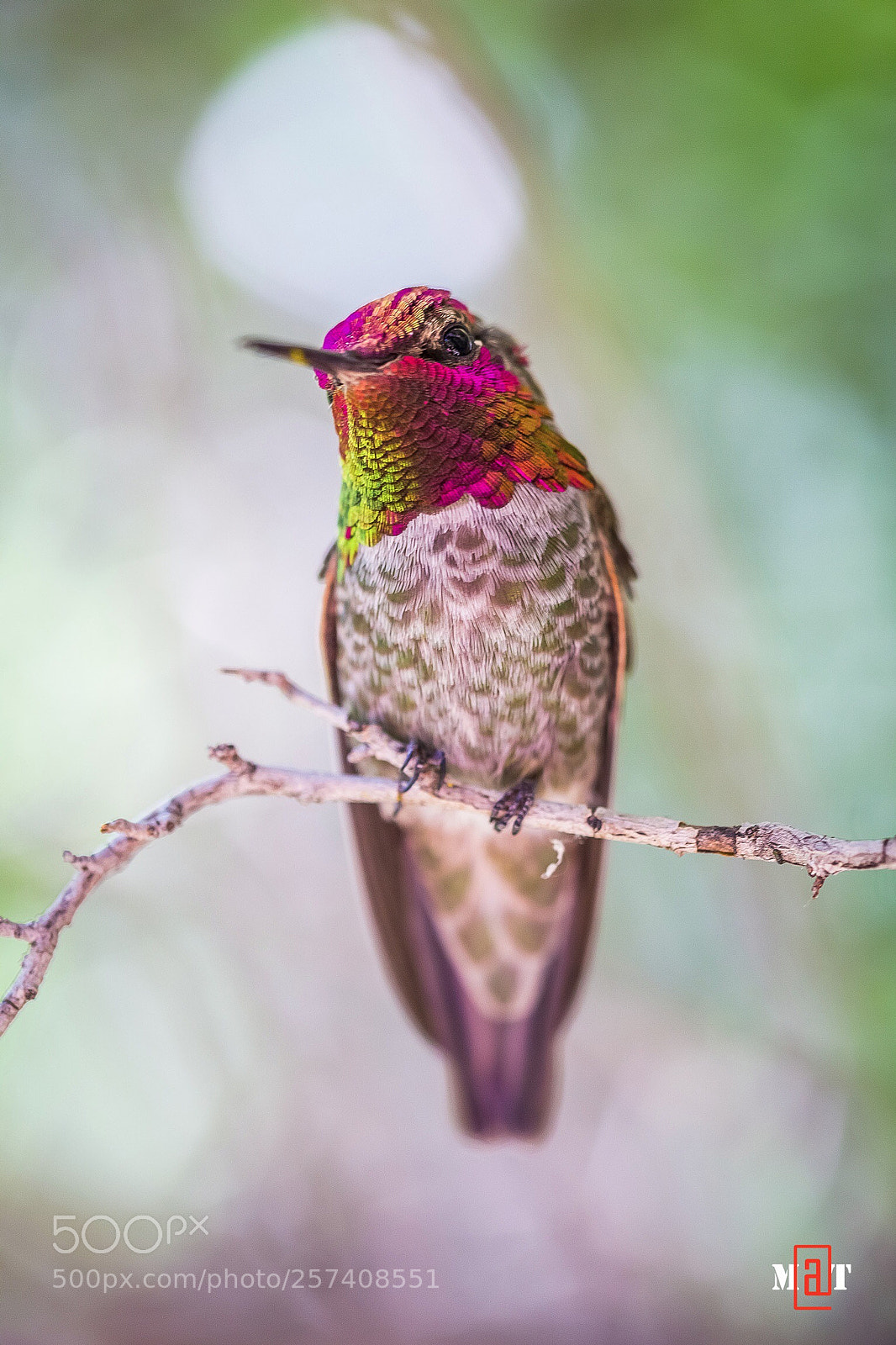 Canon EOS 6D sample photo. Anna’s hummingbird  photography
