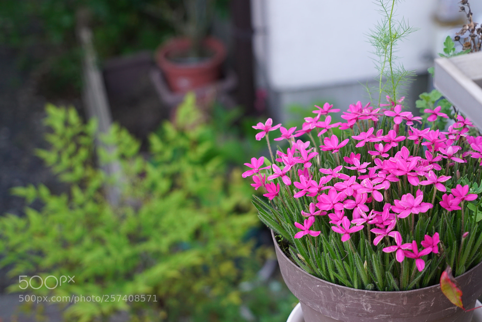 Sony a7S sample photo. Silene photography