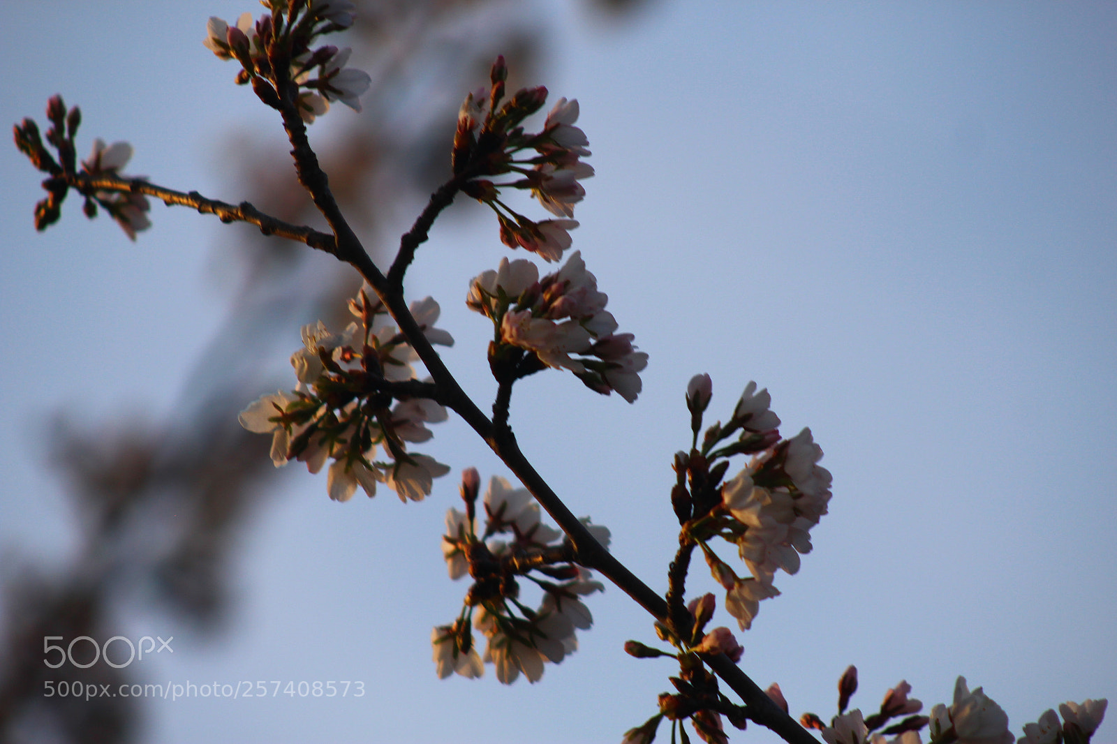 Canon EF 75-300mm f/4-5.6 sample photo. Spring flowers photography