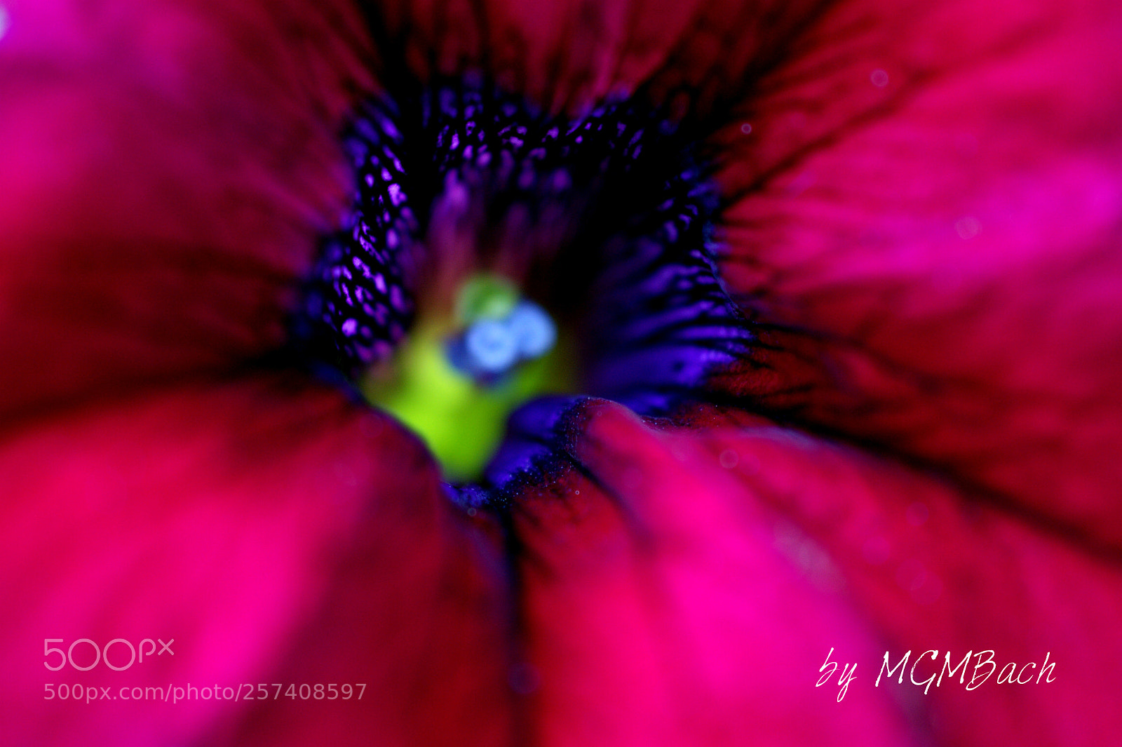 Sony Alpha DSLR-A350 sample photo. Flower photography