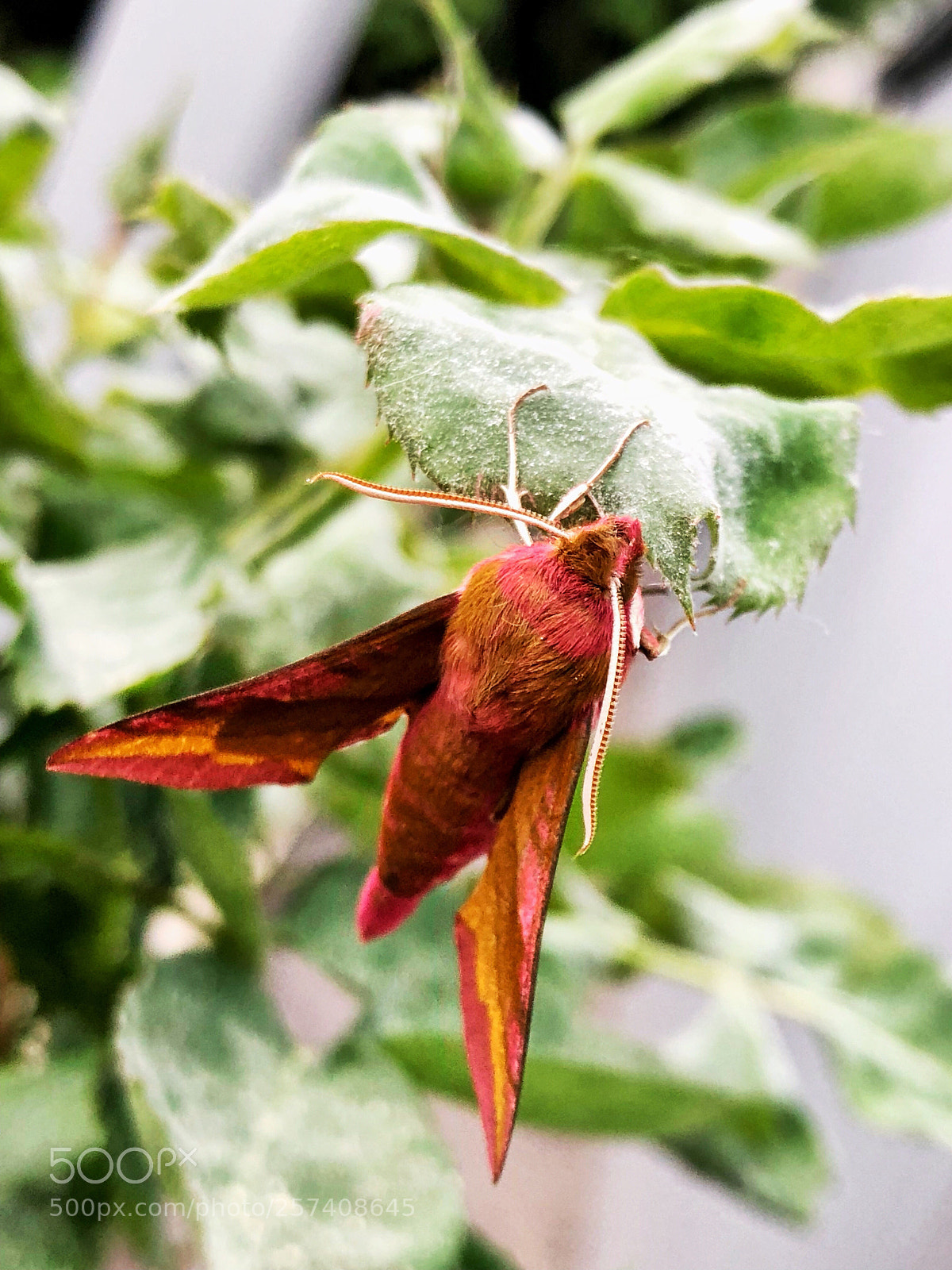 Apple iPhone X sample photo. Beauty photography