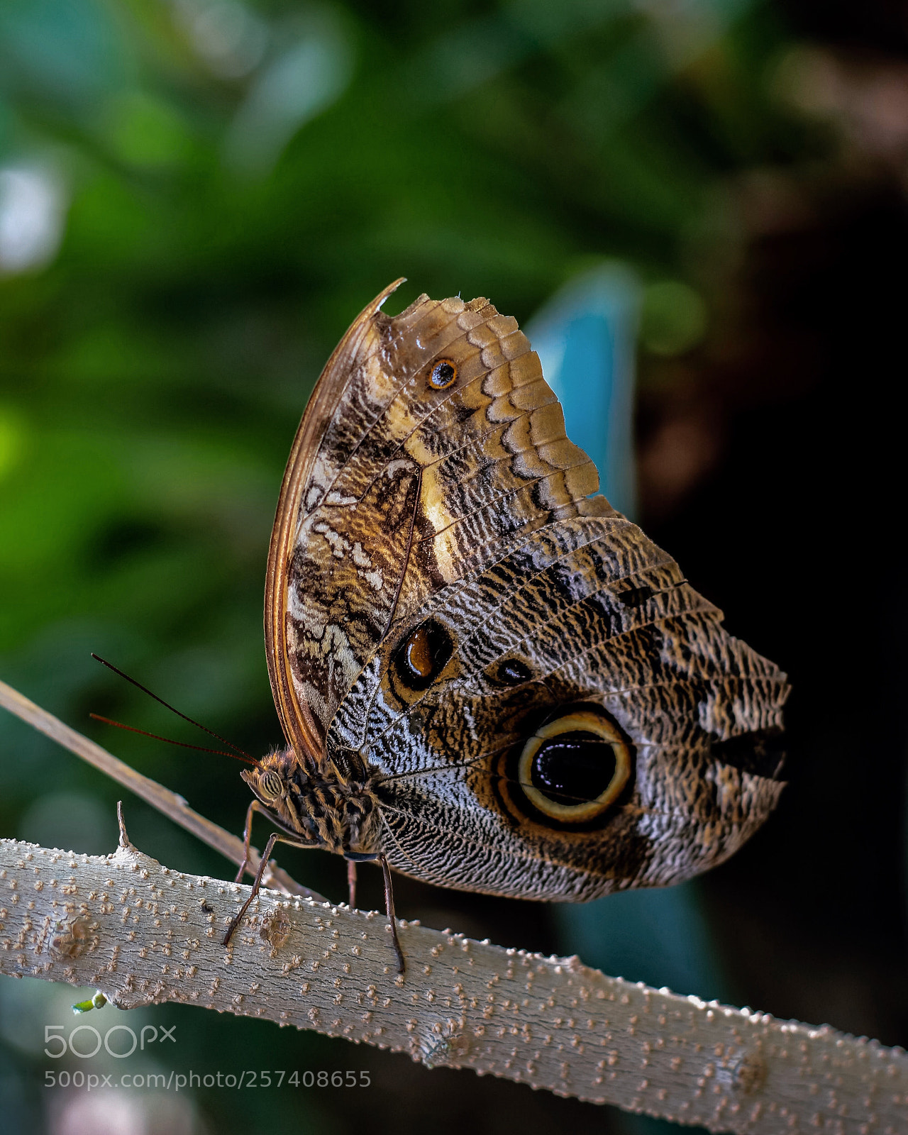 Canon EOS 650D (EOS Rebel T4i / EOS Kiss X6i) sample photo. Natural beauty photography