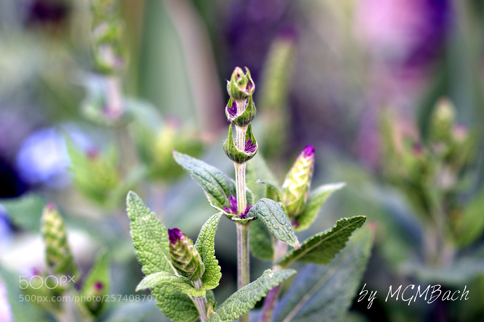 Sony Alpha DSLR-A350 sample photo. Salbei in meinen garten photography