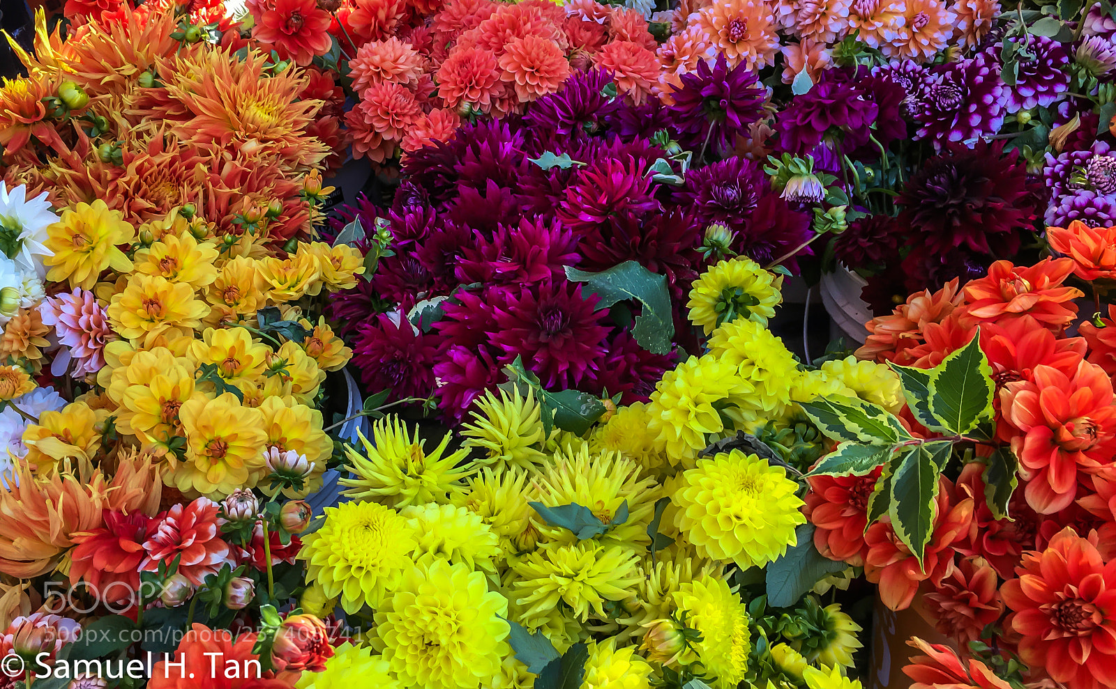 Apple iPhone 6s sample photo. Variety of nature colors photography