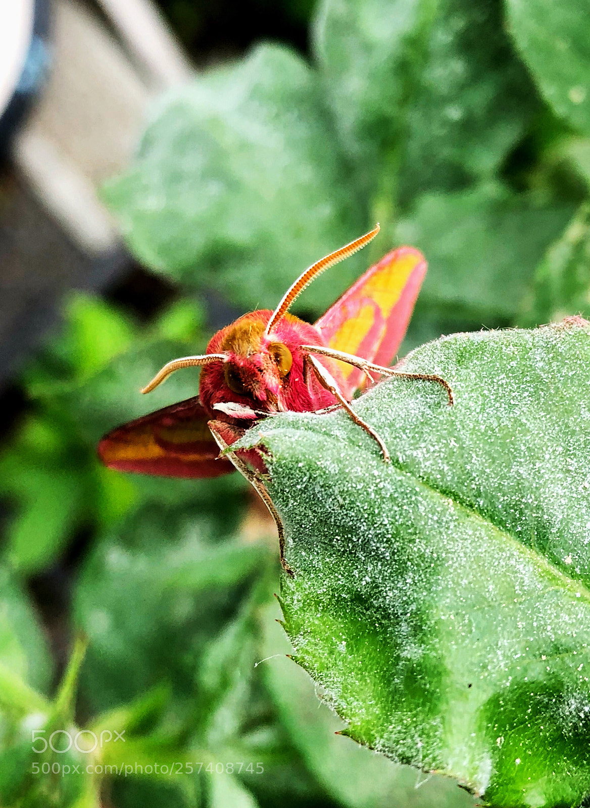 Apple iPhone X sample photo. Hello photography