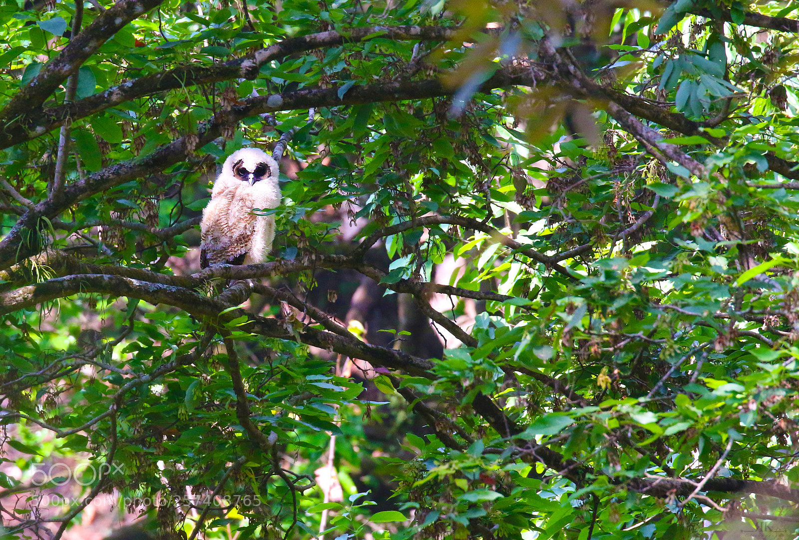 Canon EOS 70D sample photo. Wood owl (juvenile) photography