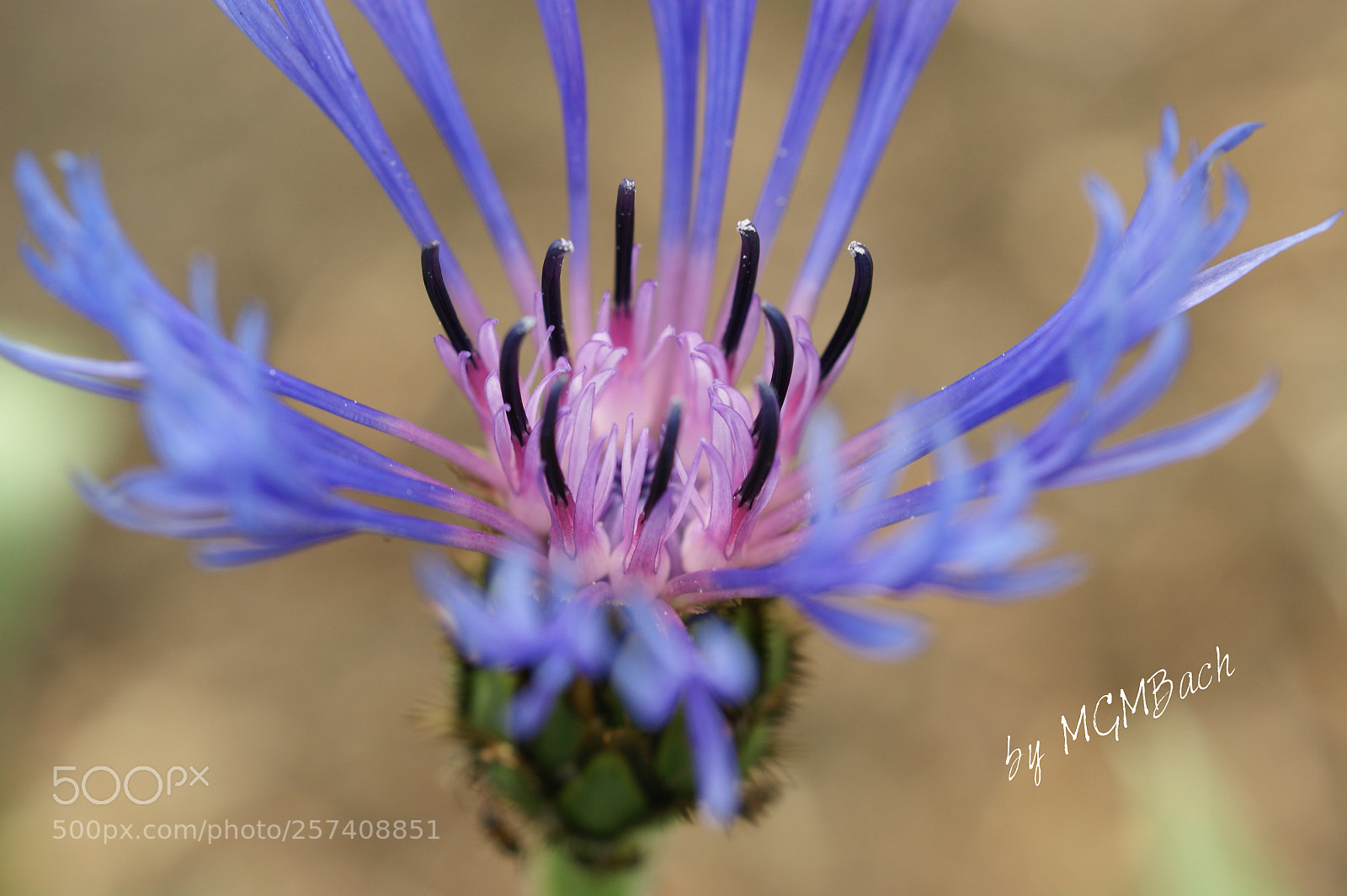 Sony Alpha DSLR-A350 sample photo. My garden photography