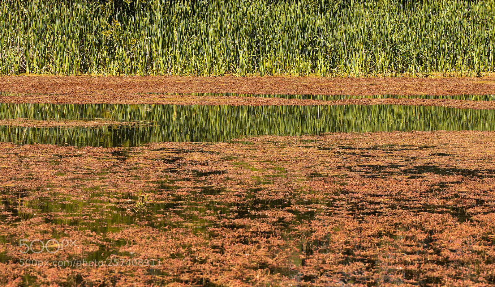 Canon EOS 70D sample photo. Reflection of grass in photography