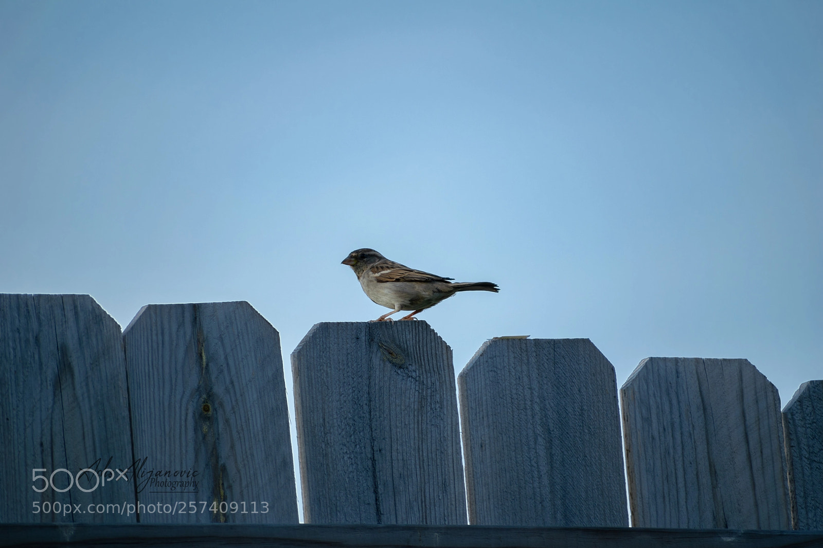 Nikon D5300 sample photo. House sparrow photography