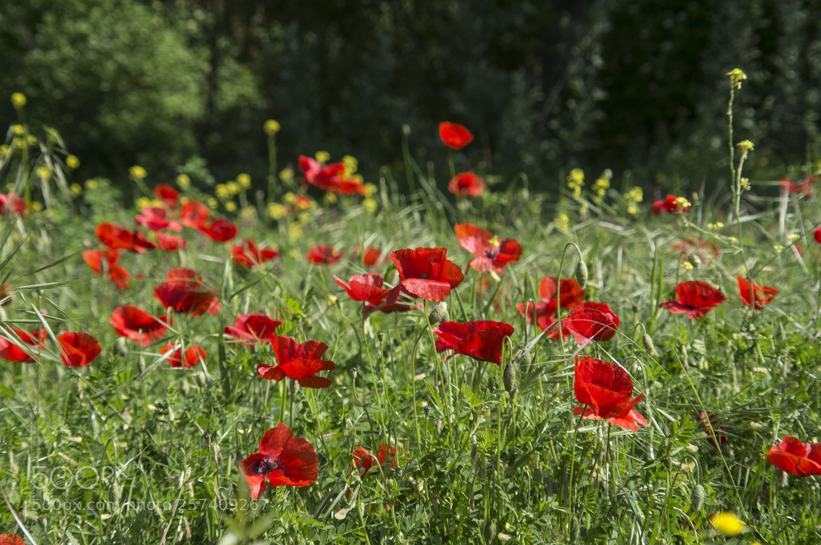 Pentax K-r sample photo. Campo di papaveri photography