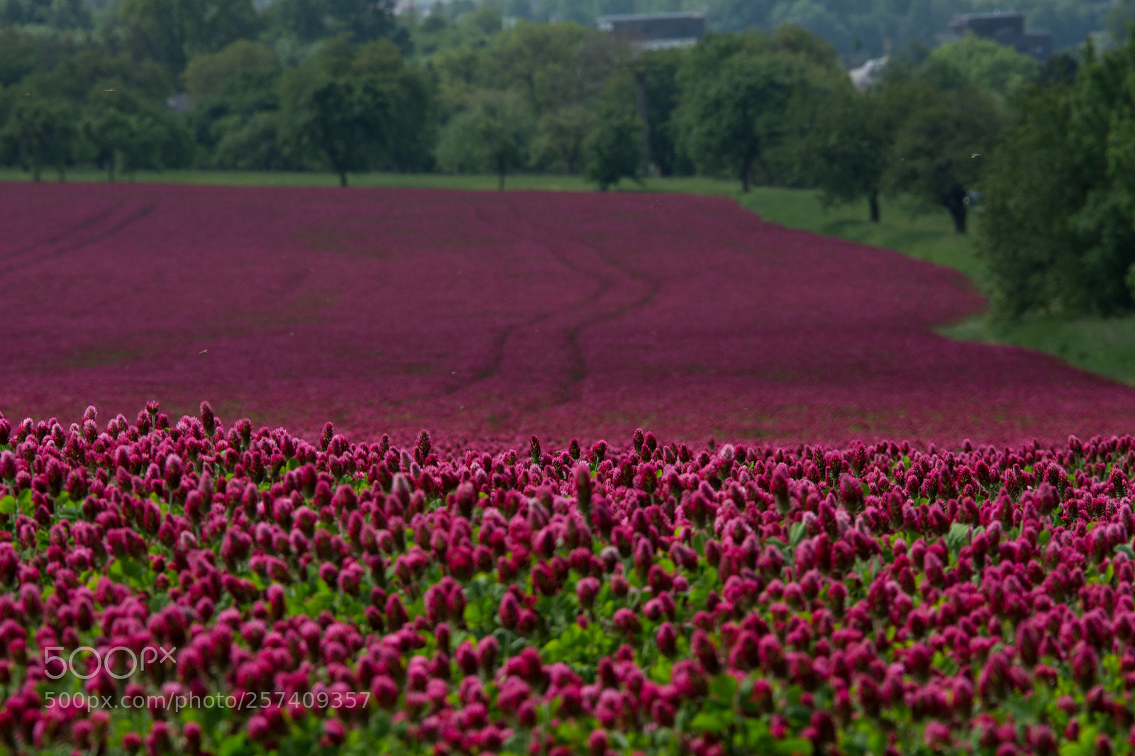 Nikon D7200 sample photo. Purple field photography
