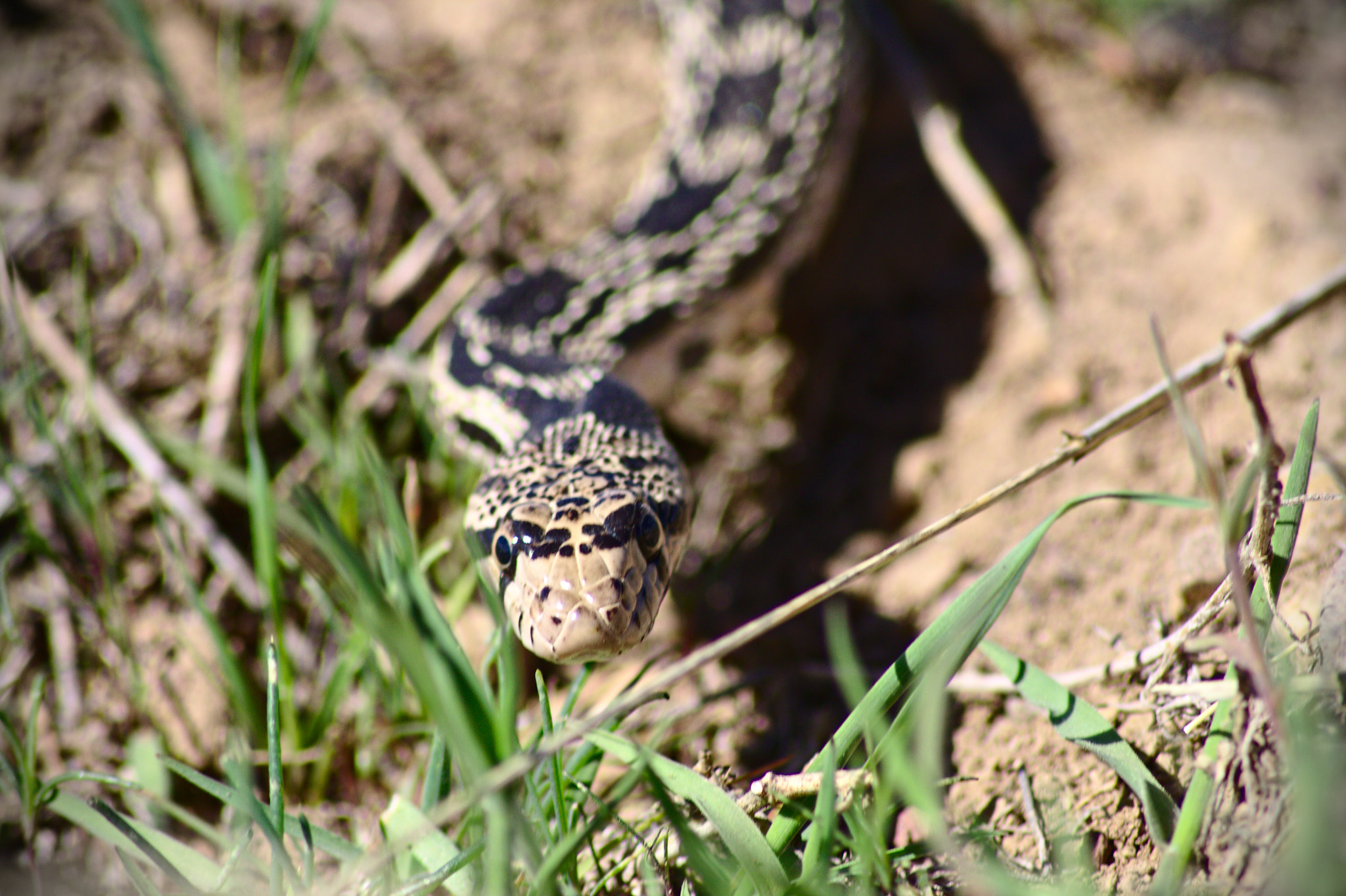 Canon EOS 1000D (EOS Digital Rebel XS / EOS Kiss F) sample photo. Snake eyes photography