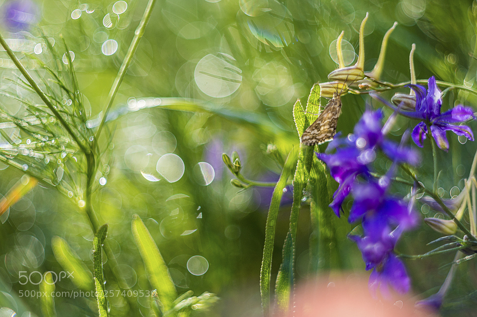 Canon EOS 5D Mark IV sample photo. Www psphoto cz photography