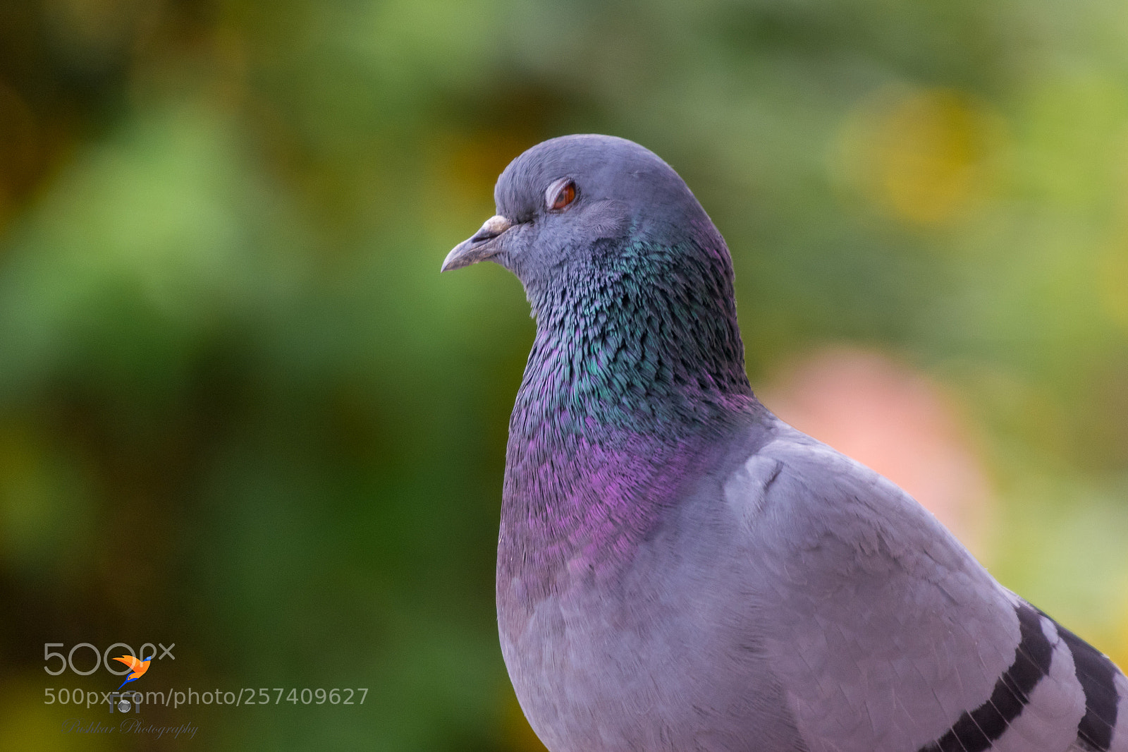 Nikon D5300 sample photo. Rock pigeon photography
