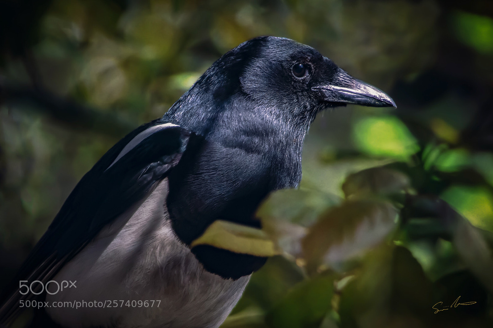 Canon EOS 7D Mark II sample photo. Magpie in the shadows  photography