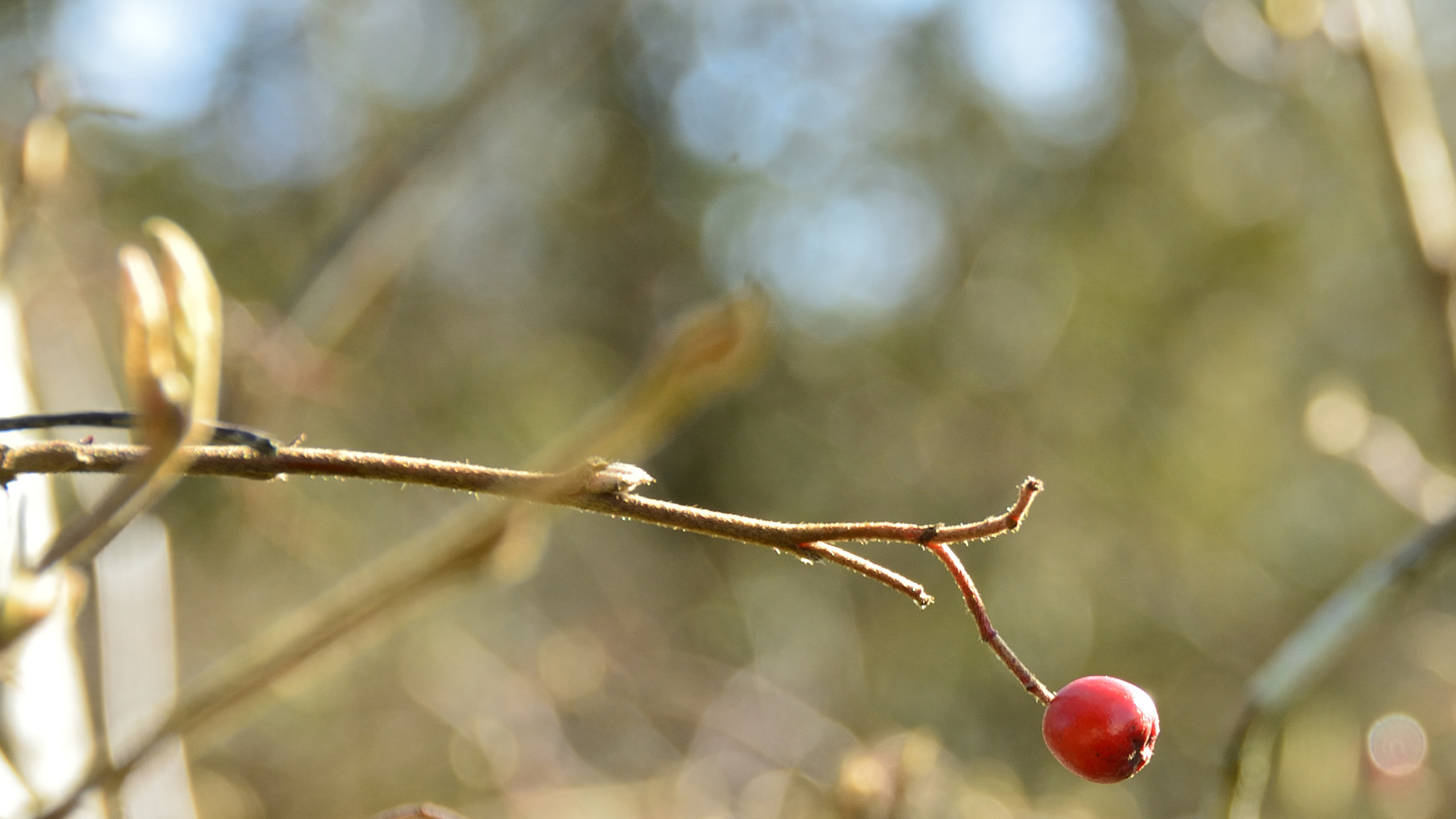 Nikon D7100 sample photo. Alone photography
