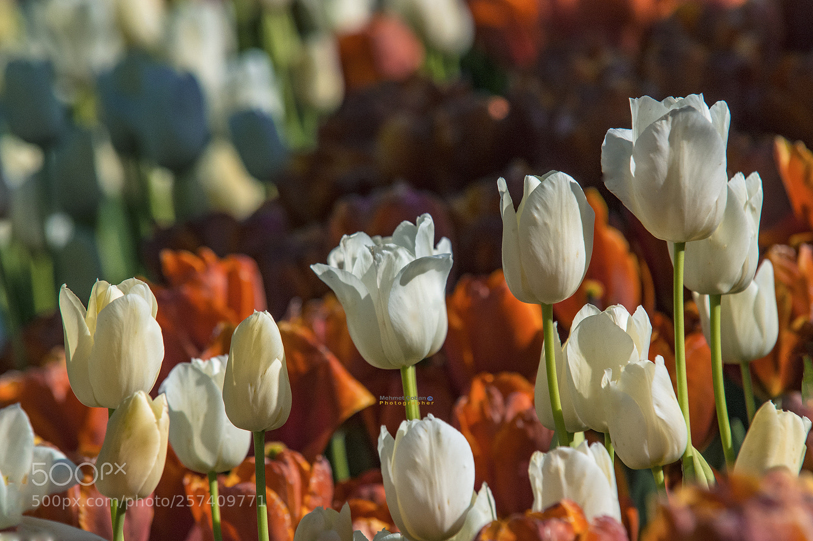 Pentax K-3 II sample photo. White tulips photography
