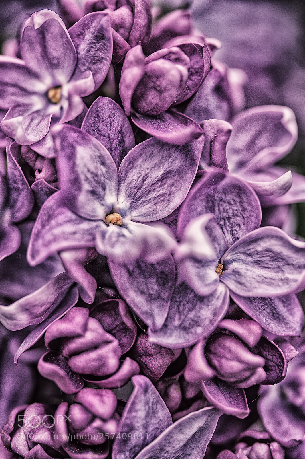 Canon EOS 50D sample photo. Lilac time photography
